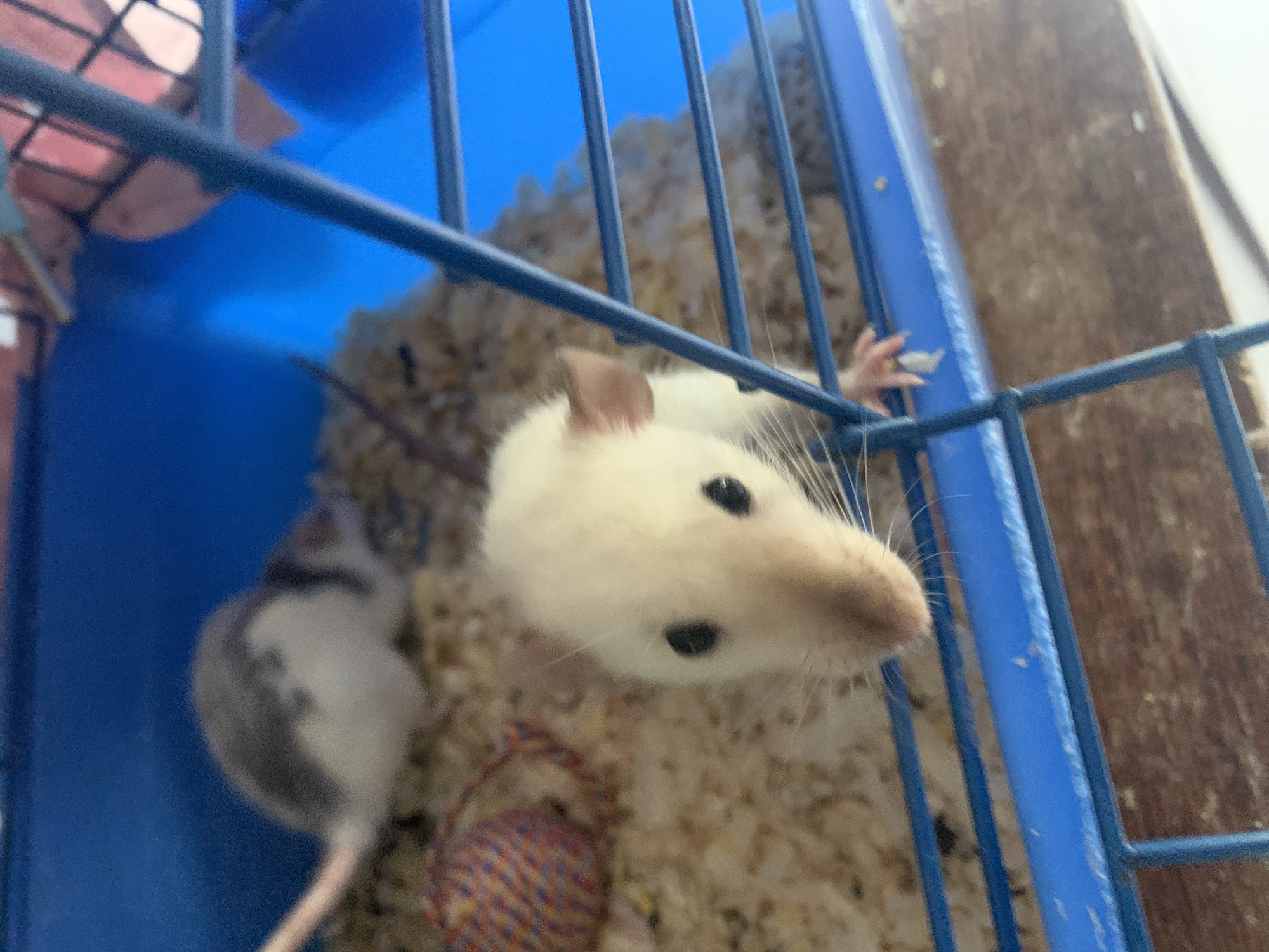 A white rat is looking directly at the camera through the bars of a blue metal cage. Another rat, grey and white, is partially visible in the background. The floor of the cage is covered in shredded wood shavings. A small woven ball is also visible in the shavings. The setting appears to be indoors. There is no information provided in the picture to place the image in the city of Stavropol, Russia.