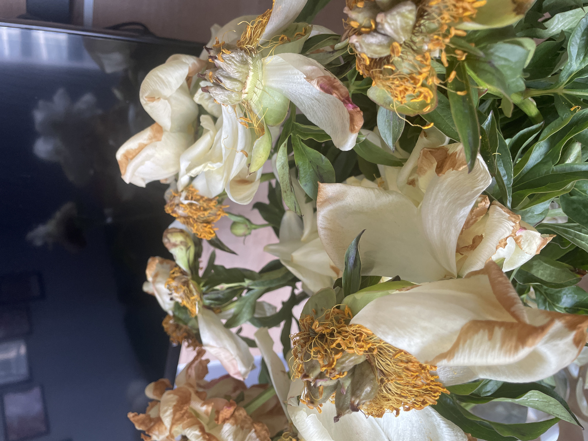 The image shows a close-up of a bouquet of white peonies that have begun to wilt. The petals are browning and curling at the edges, and the centers of the flowers are dried and faded. The green leaves of the peonies are still vibrant. The background is blurred, but appears to be an indoor setting with a dark surface that may be a television screen. There are no people visible in the image. The location in the city of Unknown, Russia is not discernible from the image.