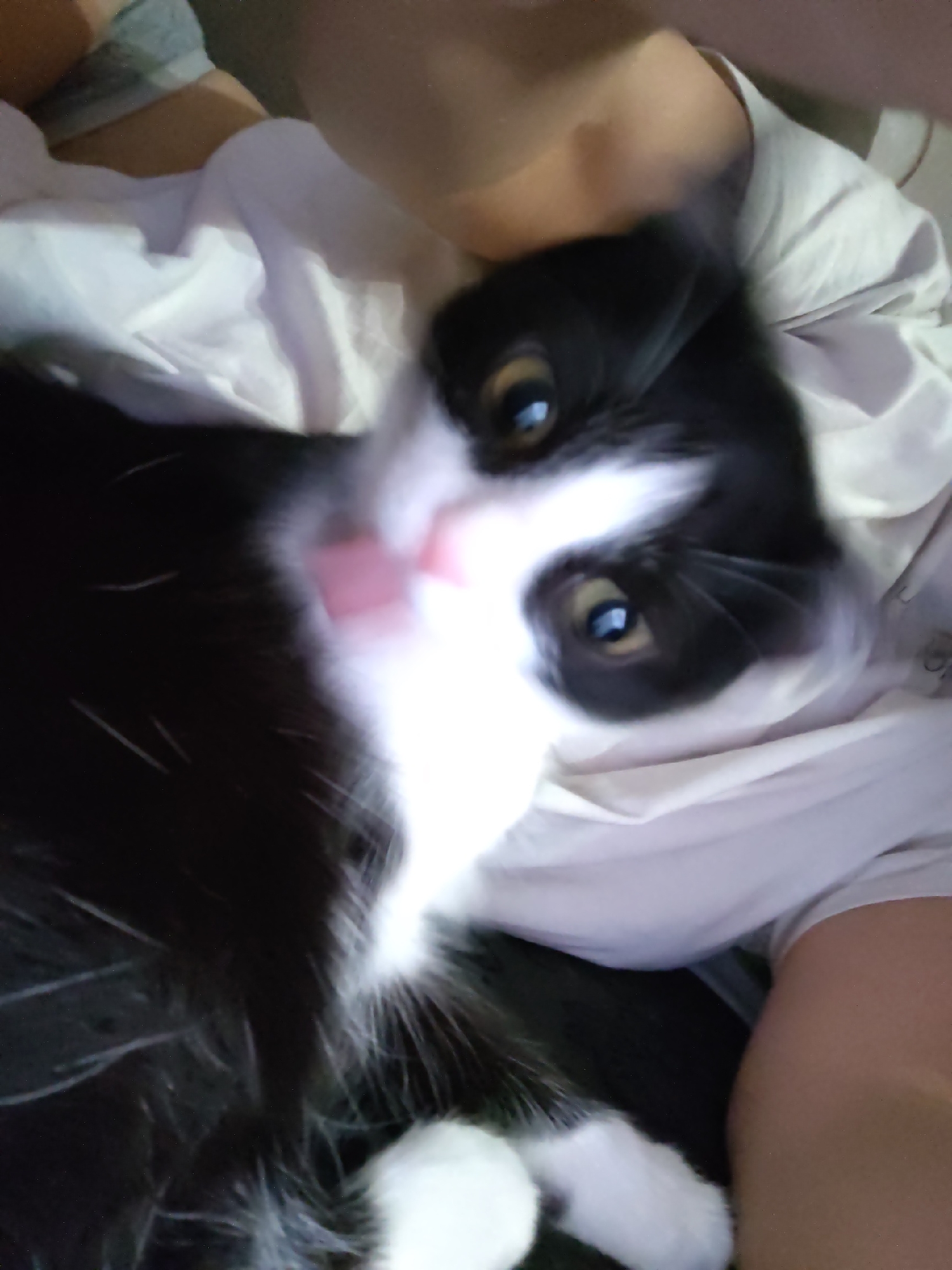 An indoor residential setting in the city of Unknown, Unknown. A bicolored black and white domestic cat is observed resting on a human figure, partially obscured by light-colored fabric. The cat's head is tilted, with its yellow eyes and dilated pupils directed forward. A pink tongue is slightly extended from its mouth. The fur is predominantly black, with white markings on the face, chest, and paws. A human arm or leg, displaying light skin tone, is partially visible on the right side of the frame, beneath white fabric, possibly clothing or bedding. Minor motion blur is present on the cat, particularly around its head.