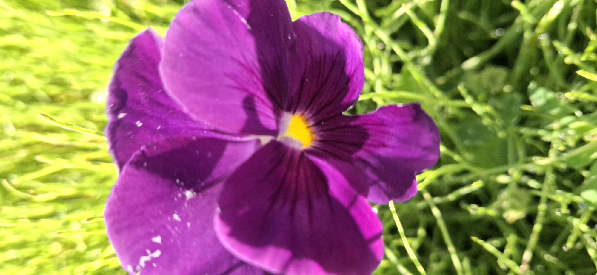 The image is a close-up, vertical shot of a vibrant purple pansy flower with a bright yellow center. The flower's petals are detailed, showing delicate veins and some lighter speckles on the surface. The background is a soft blur of green grass, illuminated by sunlight, creating a bokeh effect. There is no indication of the flower's location within the city of Тельмана, Russia, or any people or actions. The scene is purely a naturalistic depiction of a single flower.