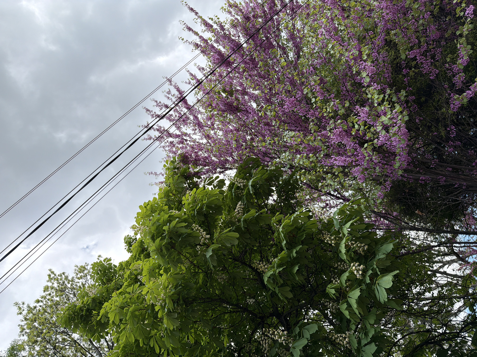 The image shows a low-angle view of trees and power lines against a cloudy sky. The trees display two types of foliage: one with large, green leaves and clusters of small white flowers, and another with smaller, purple flowers. The power lines run diagonally across the left side of the frame. The image was captured in the city of Lovech, Bulgaria.