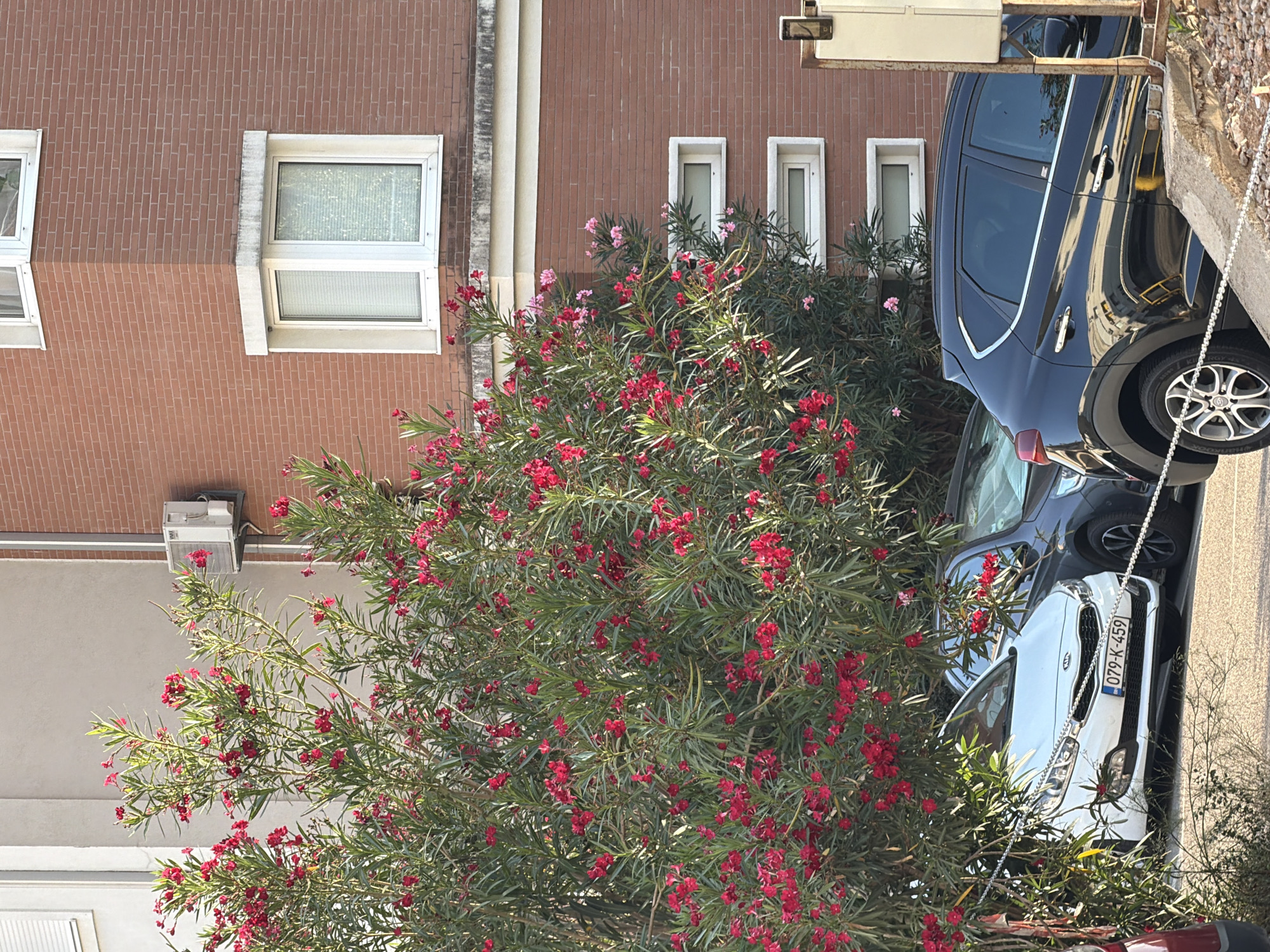 The image depicts a street scene in Budva, Montenegro, featuring a red-brick building with modern windows and an air conditioning unit. In the foreground, a lush oleander bush with vibrant pink flowers partially obscures parked cars, including a white Kia with a license plate reading "079-K-459" and a black SUV. The cars are parked on an asphalt surface, with a concrete barrier and gravel visible. The sunlight suggests it is daytime.
