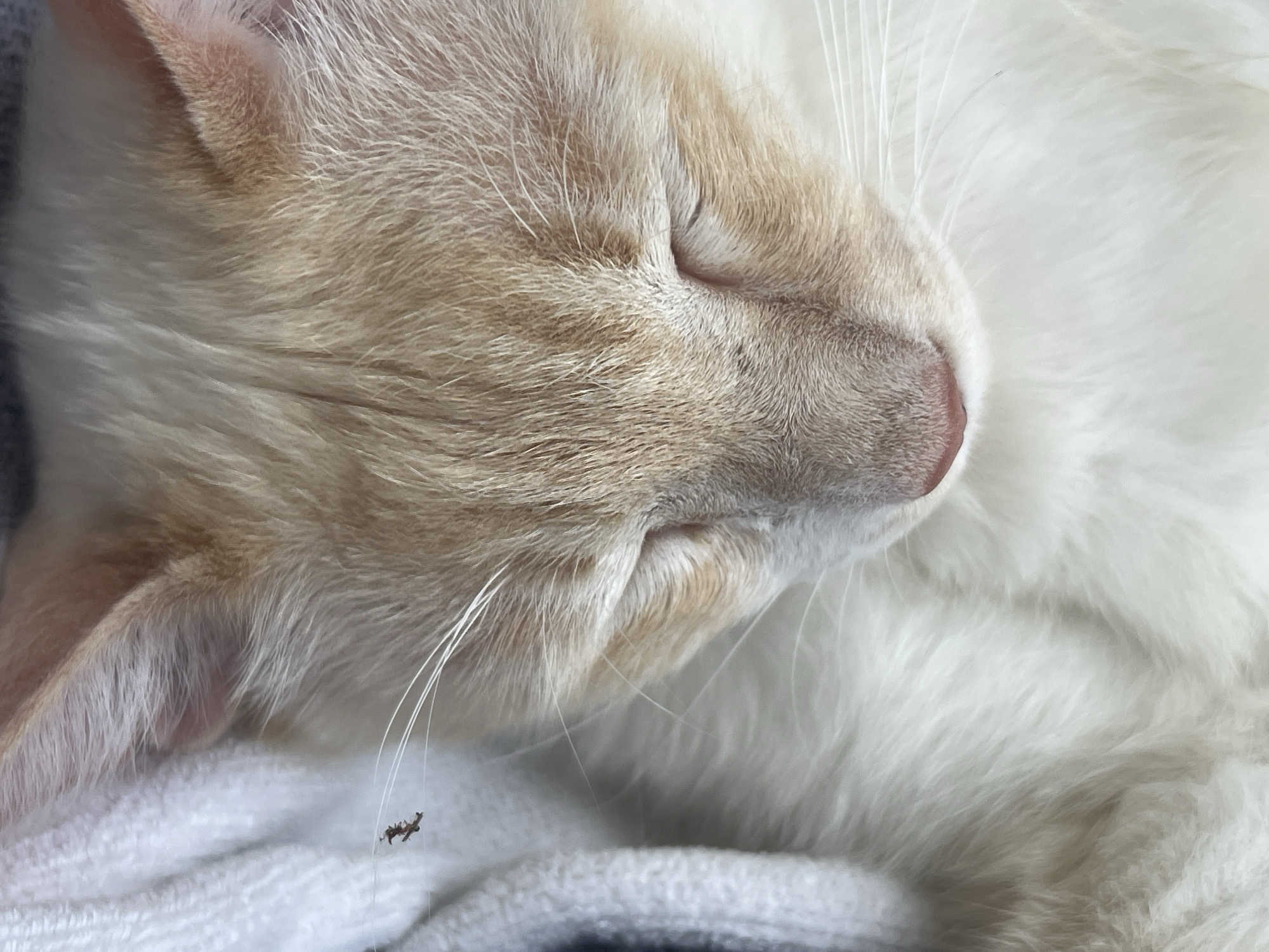 A close-up shot focuses on the head of a light-colored cat, possibly a Siamese or Flame Point, sleeping peacefully. The cat's eyes are closed, and its face is turned to the right, showing its closed eyelids, delicate whiskers, and a soft, pink nose. The fur is a blend of cream and light orange, with subtle tabby markings visible on the side of its face and around the ears. The cat is resting on a soft, white textured surface, likely a blanket or towel.
In the lower left quadrant of the image, a small, dark object is suspended by a thin strand, appearing to be a tiny insect, perhaps a flea or a small spider, caught in a stray cat whisker or a piece of lint. The background is predominantly the fluffy white fur of the cat's body, creating a soft, out-of-focus backdrop. The lighting suggests a bright, possibly indoor setting. The overall mood is serene and intimate, capturing a moment of deep sleep. No text is visible in the image. The location context of Sochi, Russia, does not provide specific visual cues within the image itself.