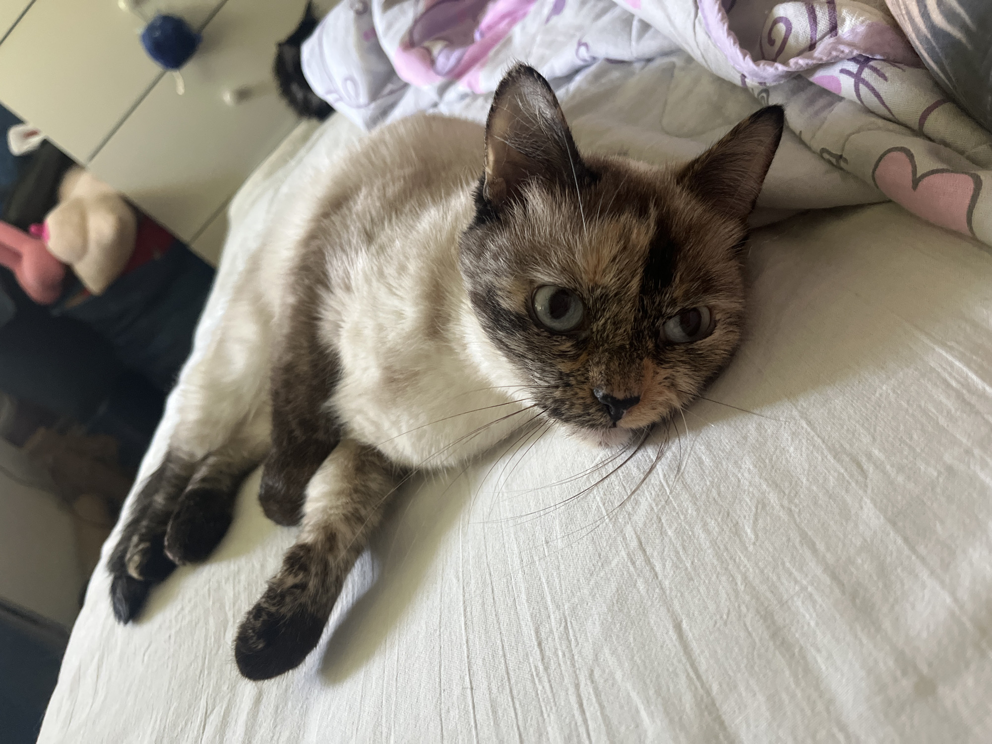 A Siamese cat with blue eyes is lying on its back on a white textured surface, possibly a bed. Its paws are extended, and its body is relaxed. The cat's fur is a mix of white and brown, with darker markings on its face and ears. The background is blurred, showing a dresser with some stuffed animals and a blue ball. The scene appears to be indoors, in a domestic setting.