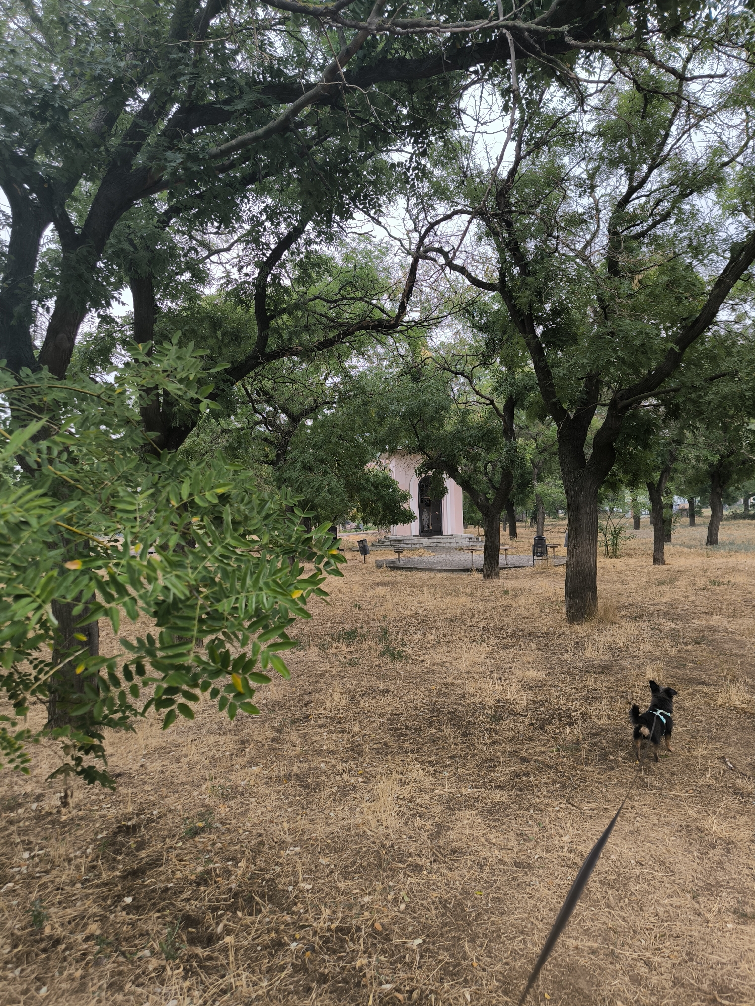 The image shows a small, black and tan dog on a leash walking on dry, brown grass in a park. There are several trees with green leaves throughout the park, and a small, pale pink building with a dark arched doorway is visible in the background. The sky is overcast. The overall impression is of a somewhat neglected or dry park area. Without further information or context, it is not possible to definitively identify the specific location within Mykolaiv, Ukraine.