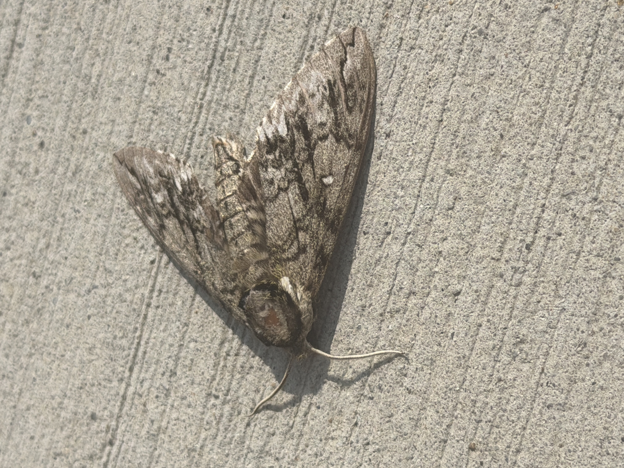 An adult hawk moth is resting on a rough, gray concrete surface. The moth is facing left, with its wings spread open. Its body is elongated and brown with intricate patterns of lighter gray and white markings on its wings, which are slightly tattered at the edges. The moth has two long, thin antennae that extend forward. The concrete has parallel lines scored into its surface, creating a textured appearance. The lighting suggests it is daytime, with a slight shadow cast by the moth. The scene appears to be outdoors on a paved surface, possibly a sidewalk or a walkway, in Chattanooga, United States of America.