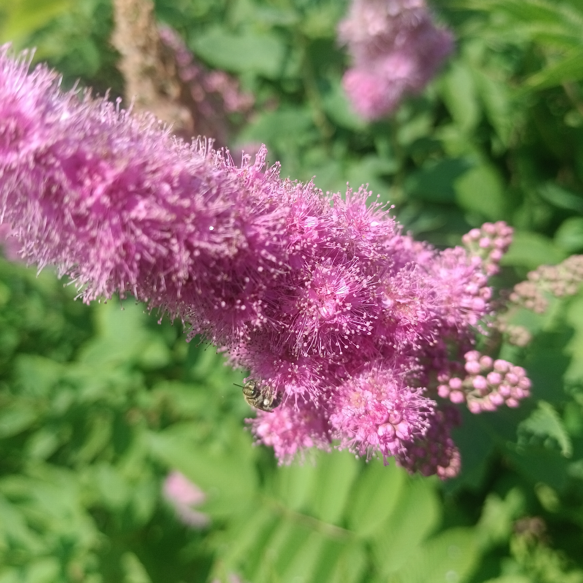 This is a close-up, high-angle shot of a cluster of small, bright pink flowers. The flowers are elongated and feathery in appearance, with numerous thin stamens tipped with tiny white or pink anthers. The bloom is situated on the left side of the frame, extending diagonally upwards. A small bee, with visible stripes and wings, is perched on the lower-left portion of the flower cluster. The background is a blur of green foliage, indicating an outdoor natural setting. The lighting suggests it is daytime, with sunlight illuminating the flowers and bee. The overall impression is one of a detailed macro photograph capturing a moment of pollination in a garden or park, likely in Novokuybyshevsk, Russia, given the context.