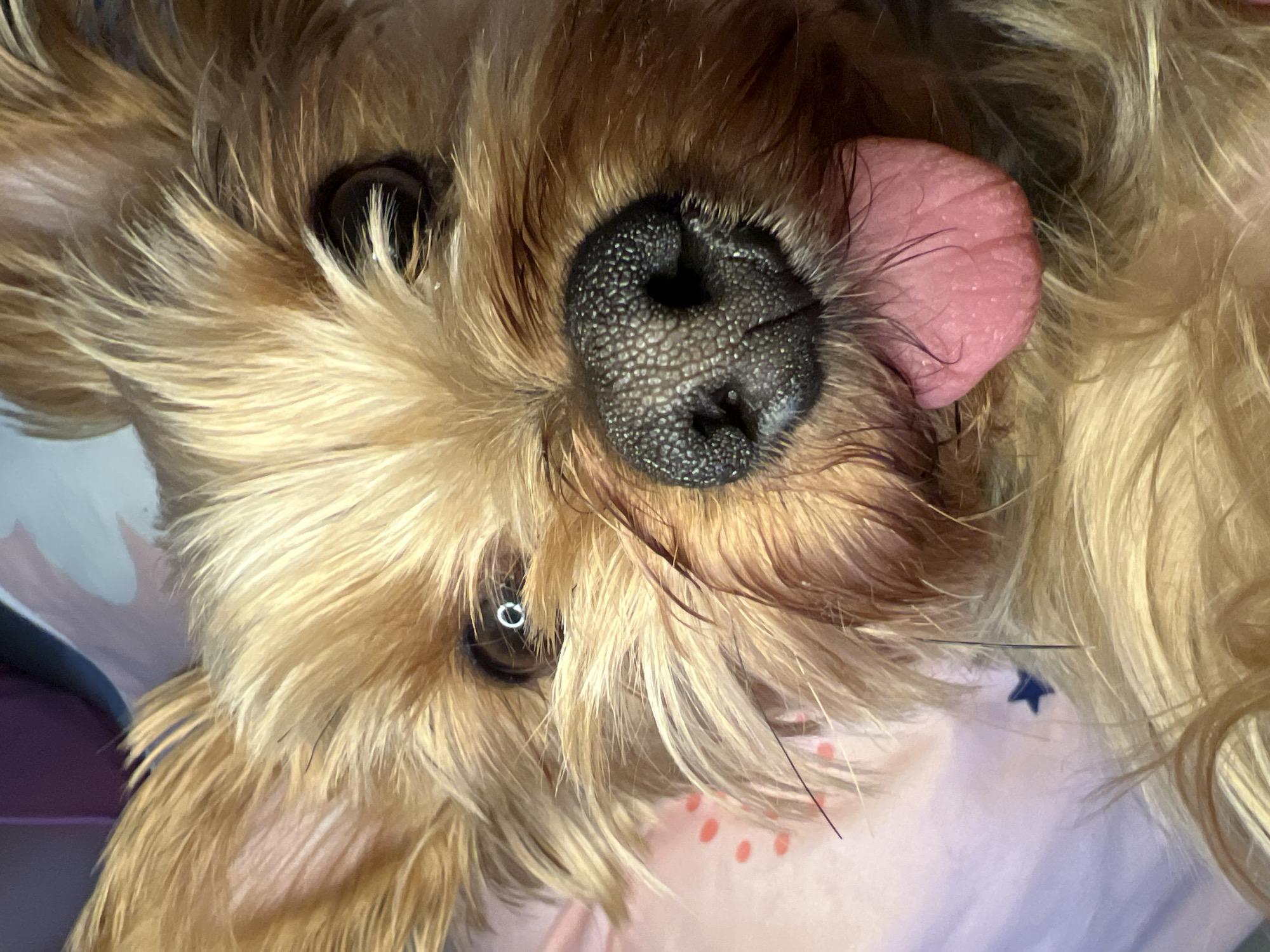 A close-up, head-on shot shows a Yorkshire Terrier dog with its tongue hanging out. The dog's fur is a mix of tan and brown. The dog's wet nose is black and textured. Its eyes are dark brown, with a reflection of a ring of light in the left eye. The dog appears to be lying down, possibly on a pink and purple surface. The background is blurred, showing hints of light colors and some small red dots and a dark blue star-shaped mark. The image is taken from a low angle, emphasizing the dog's face.