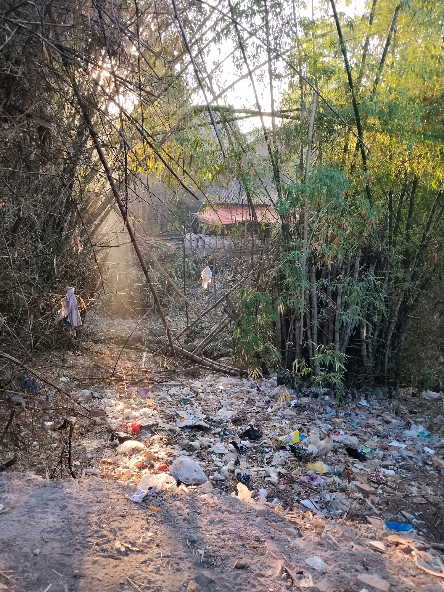 The image depicts a scene of considerable litter and debris scattered across the ground, interspersed with dense bamboo vegetation. In the background, a small building with a red roof is partially visible through the foliage. Sunlight streams through the bamboo stalks, creating visible rays of light and illuminating some of the trash. Several pieces of fabric or clothing are hanging from branches or caught in the undergrowth. The ground is covered with a mixture of plastic waste, paper, and other refuse, with some areas appearing to be dirt or gravel. A few chickens are present in the lower right portion of the image, foraging amongst the garbage. The overall impression is one of an unkempt and polluted environment, possibly an informal dumping ground or an area neglected by waste management.
