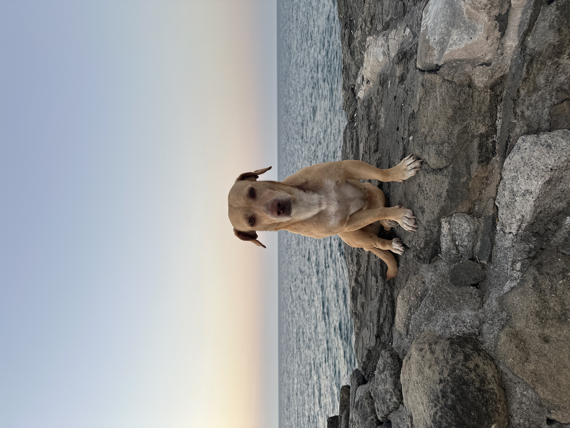 A tan-colored dog sits on large, rough rocks near the ocean. The dog is facing the camera, with its body angled slightly to the right. The background shows the calm, blue ocean under a pale blue and peach-colored sky, indicative of either sunrise or sunset. The rocks in the foreground are varied in size and texture, with some appearing smooth and others jagged. The overall scene suggests an outdoor setting, likely a coastal area.