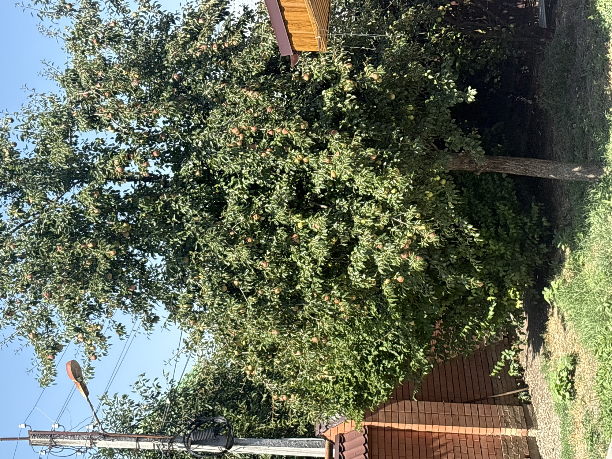 The image depicts an outdoor scene on a clear, sunny day in the city of Georgiyevsk, Russia. Dominating the frame is a large, fruit-laden tree, possibly a pear tree, with numerous green and reddish fruits hanging from its branches. The tree is situated in what appears to be a backyard or garden area. To the left of the tree, a brick wall of a building is visible, with a utility pole and streetlamp positioned behind it. The ground is covered with a mix of gravel and grass. To the right of the tree, a section of a wooden structure with a brown roof is partially visible. The overall environment suggests a residential area with mature vegetation. There are no people or animals visible in the image.