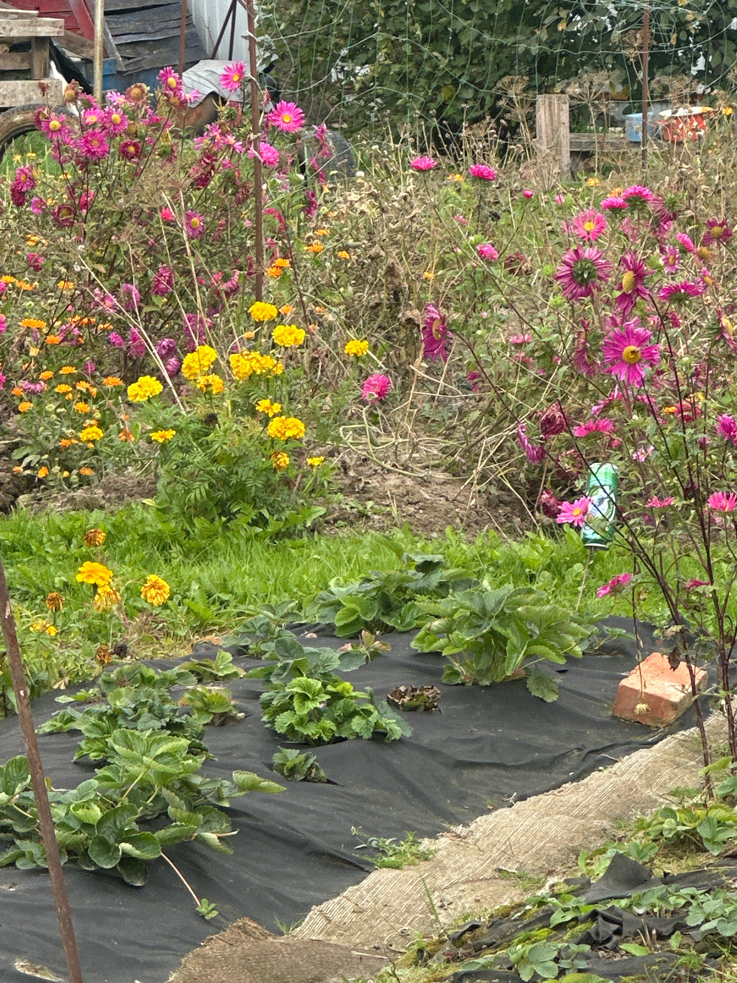 This is an outdoor scene of a garden. In the foreground, there are rows of strawberry plants covered with black landscape fabric. Behind the strawberry plants, there is an area of green grass and more plants, including yellow and pink flowers. In the background, there are various plants and foliage, with a fence and some wooden structures visible. The environment appears to be a garden or a backyard area. There are no people or animals present in the image. The image was captured in Хацюхоўскі сельскі Савет, Belarus.