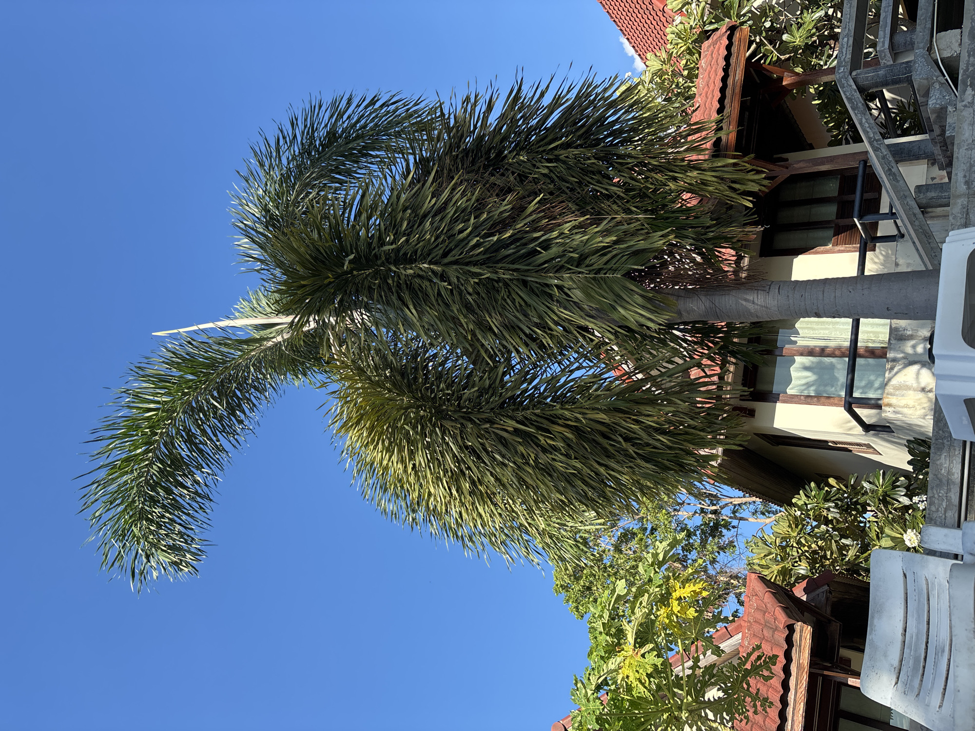 A low-angle shot captures two palm trees against a bright blue sky. The palm trees are the primary subjects, with their fronds extending upwards and to the sides. In the background, glimpses of buildings with red-tiled roofs and white walls are visible, suggesting a tropical or resort-like environment. Some lush green foliage can also be seen interspersed between the buildings and the palm trees. The scene is illuminated by bright sunlight, casting shadows and highlighting the textures of the palm fronds and the architectural details. There are no people present in the image.