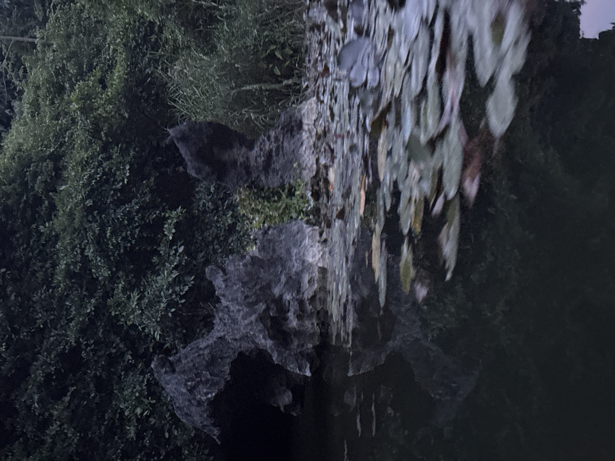 The image depicts a serene natural scene with lush green foliage and dark, jagged rock formations. The foreground is dominated by a body of dark water, upon which numerous water lily pads float, some exhibiting hints of pink and red coloration. The water reflects the surrounding environment, creating a mirror image of the rocks and greenery. The rock formations are imposing and appear weathered, with one prominently featuring an arched opening that suggests a cave or grotto. Behind the rocks, dense vegetation, likely trees and bushes, creates a dark, shadowy backdrop. The lighting suggests it is either dusk or a heavily shaded area, contributing to the overall subdued and tranquil atmosphere of the scene. The location is identified as Nam Hoa Lư Ward, Vietnam, a region known for its limestone karsts and waterways. No people or animals are visible in the frame.