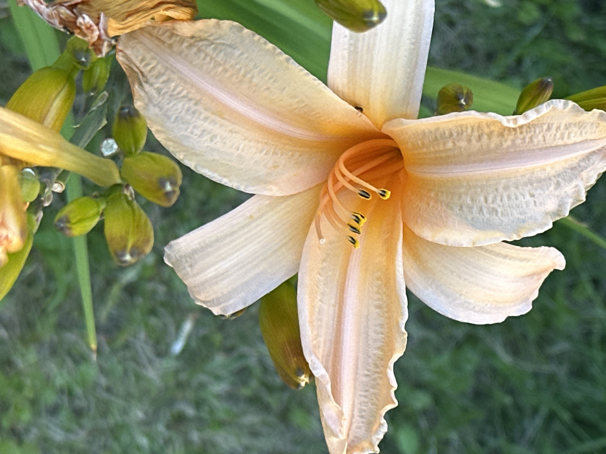 The image is a close-up, eye-level shot of a pale orange daylily in bloom. The flower is the primary subject, with its delicate, ruffled petals unfurling. The center of the flower reveals bright orange stamen tipped with yellow anthers. Several green, unopened buds are visible, some positioned around the main bloom and others further down on the stem. The background is out of focus, showing a soft, green, grassy texture, suggesting an outdoor setting. The lighting appears natural, casting soft shadows and highlighting the textures of the flower petals. There are no people or identifiable structures in the image. The scene is devoid of any specific landmarks that would allow for identification of a location within Podolsk, Russia.