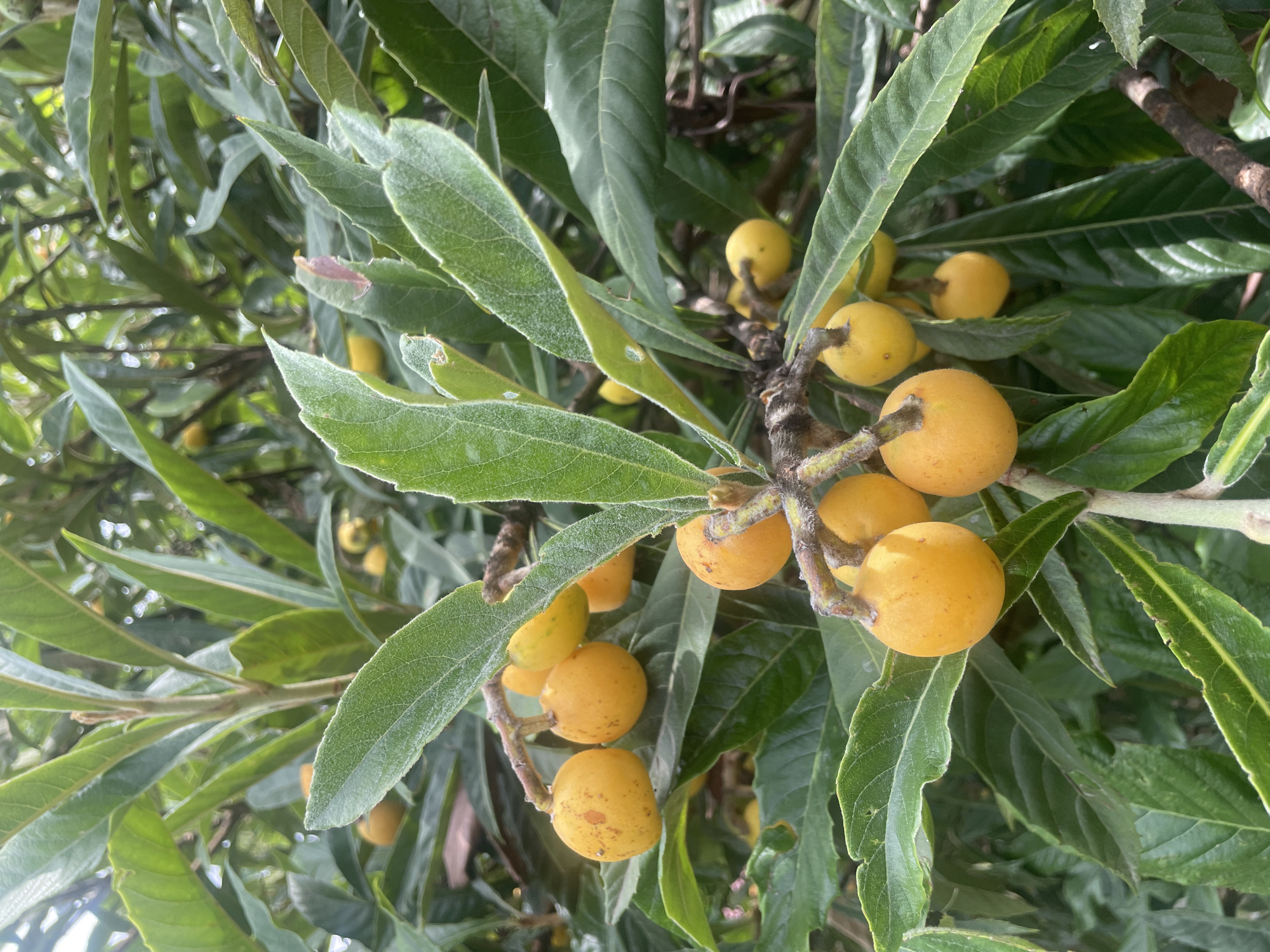 This is a close-up, eye-level photograph of loquat fruits growing on a branch. The fruits are small, round, and have an orange-yellow hue with some slight blemishes. They are clustered on woody stems and surrounded by lush green leaves. The leaves are elongated, leathery, and have a slightly fuzzy texture, with visible veins. The background is out of focus, showing more foliage and hints of sunlight filtering through. The scene appears to be outdoors, in a natural setting, possibly a garden or orchard. The specific location of Baranovka, Russia, is not discernible from the image itself. There are no people or animals present in the photograph.