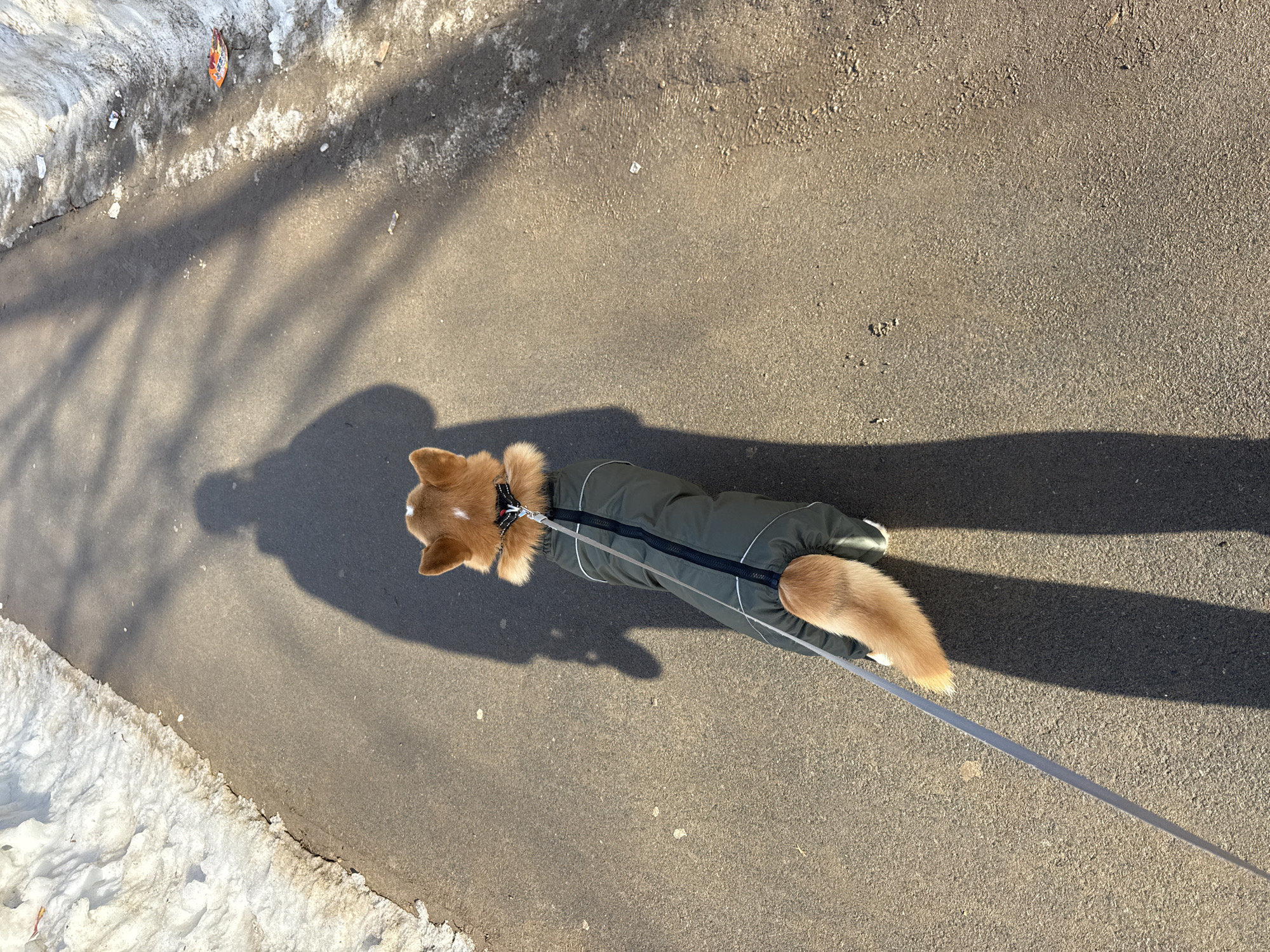 An overhead perspective captures a person walking a small, light brown dog on a leash along a paved path in Votkinsk, Russia. The dog wears an olive-green winter coat with a black zipper and white piping, and a black collar from which a gray leash extends towards the unseen person, whose elongated shadow is cast forward on the pavement. The dog's fluffy tail is visible at the rear of its coat. The paved surface appears rough and somewhat damp, possibly from melting snow. On both sides of the path, dirty, melting snowbanks are present, indicating winter or early spring conditions. Sunlight illuminates the scene from a low angle, creating distinct shadows, including the prominent shadow of the person and fainter shadows of trees or other vertical elements on the left side of the path. Scattered litter, including a crumpled orange and yellow wrapper and small white debris, is visible near the edge of the dirty snow on the right side of the path. The overall environment suggests an outdoor pathway during daylight hours in cold weather.