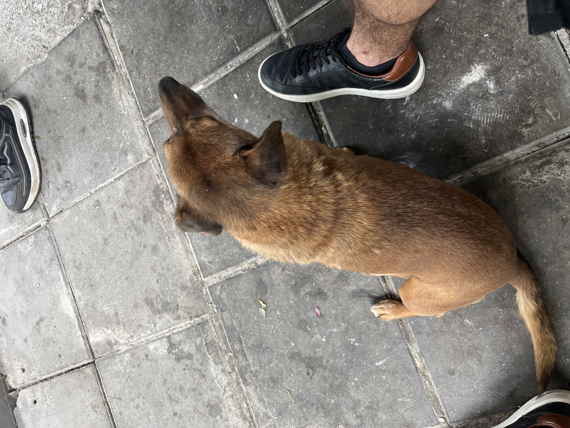 An overhead shot captures a brown dog standing or sitting on a paved sidewalk in Shumen, Bulgaria. The lighting suggests it is daytime with clear weather. The dog, a medium-sized canine with short brown fur and partially erect ears, is positioned with its head pointing away from the viewer and slightly to the left.
Two individuals are partially visible through their lower legs and footwear. On the right side of the frame, a person's left foot is seen wearing a black sneaker with a white sole and a brown leather accent on the heel. The person's hairy lower leg, clad in a black sock, is also visible, with a small red mark or scratch near the ankle. On the left side, another person's black and grey athletic shoe is partially visible near the edge of the frame.
The ground is composed of large, square, light grey concrete or stone tiles, typical of a sidewalk. The tiles show signs of use and some minor imperfections, including scattered small debris like tiny leaves and a single purple flower petal. A fine white powdery substance is noticeable on some of the darker tiles, especially near the right-side foot. No visible text is present in the image. The scene depicts a casual outdoor moment, possibly a walk or a brief stop.