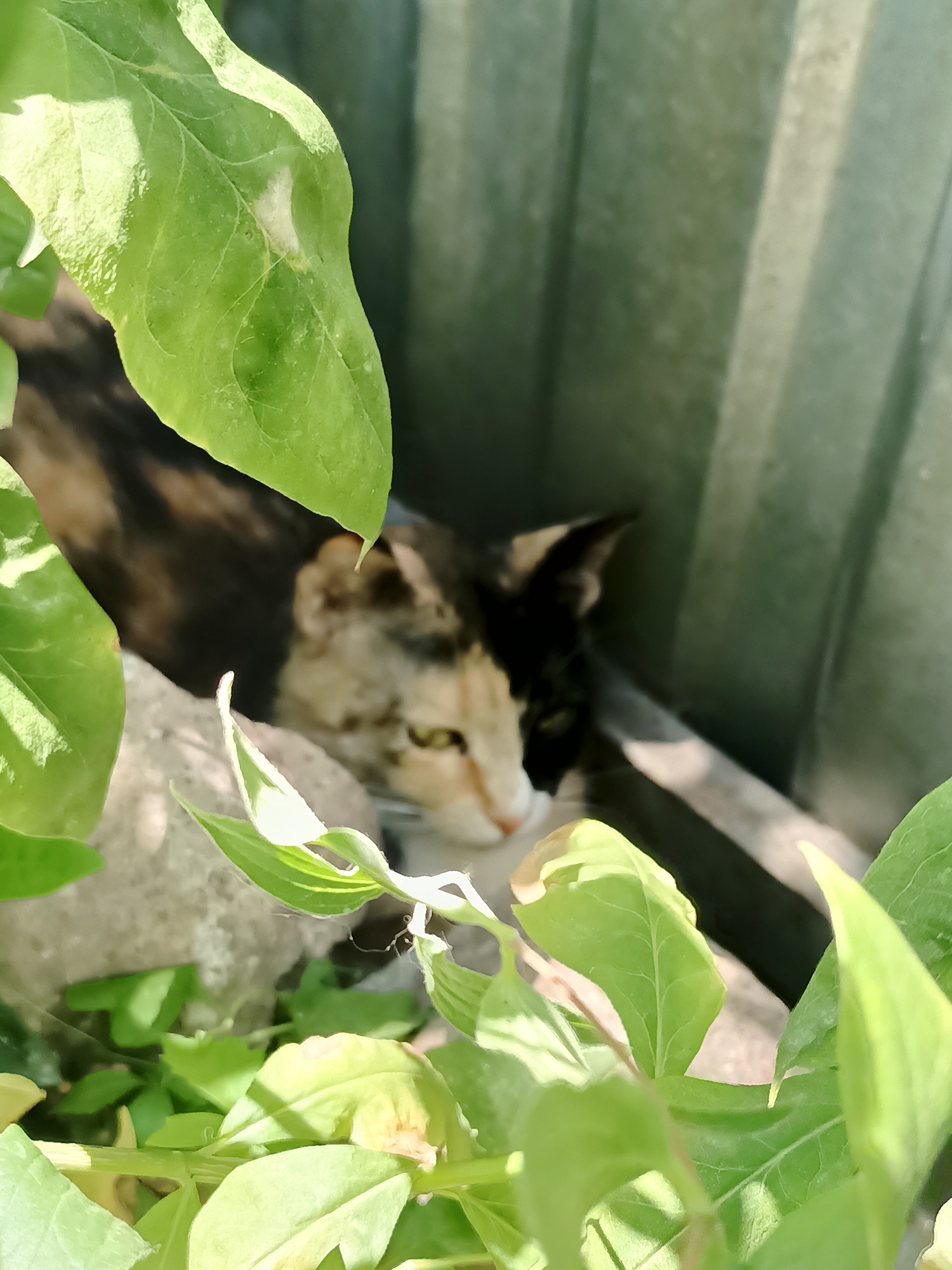 An adult calico cat is lying down, partially obscured by bright green foliage in the foreground. The cat's fur is a mix of black, white, and orange. Its head is turned to the right, with its eyes looking forward. Behind the cat, a green corrugated metal fence is visible, suggesting an outdoor urban setting. The overall lighting indicates it is daytime, with sunlight casting shadows. The scene appears to be a quiet, shaded spot, possibly a backyard or alleyway within the city of Almaty, Kazakhstan.