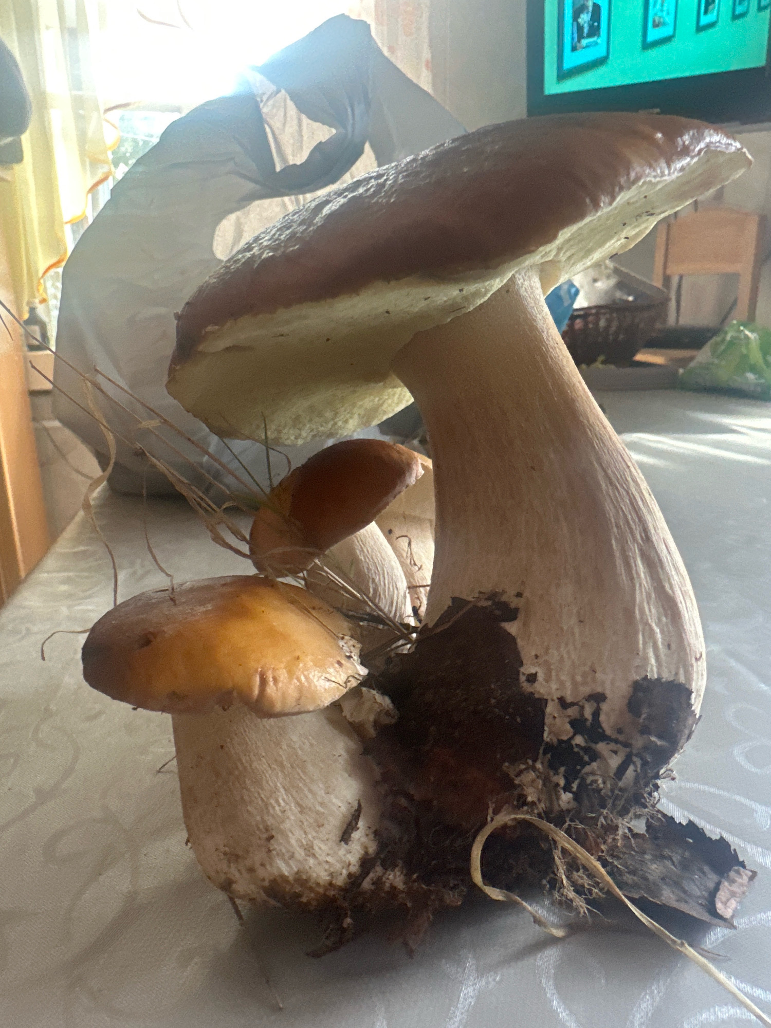 The image shows a close-up, low-angle shot of a cluster of freshly harvested boletus mushrooms. The largest mushroom is in the foreground, with its thick, pale stem and a large, brown cap dominating the right side of the frame. To the left and slightly behind it, two smaller mushrooms are visible, one with a lighter brown cap. The mushrooms appear to be sitting on a light-colored, patterned surface, possibly a tablecloth, on a table indoors. In the background, a window with yellow curtains is illuminated by bright sunlight, casting a strong backlight that creates a silhouette effect on a white plastic bag to the left of the mushrooms. A glimpse of a television screen displaying images and a wooden chair are visible further in the background. The scene suggests the mushrooms have been recently brought inside, possibly from a foraging trip in the rural area of Хацюхоўскі сельскі Савет, Belarus. The lighting and composition highlight the textures and forms of the mushrooms.