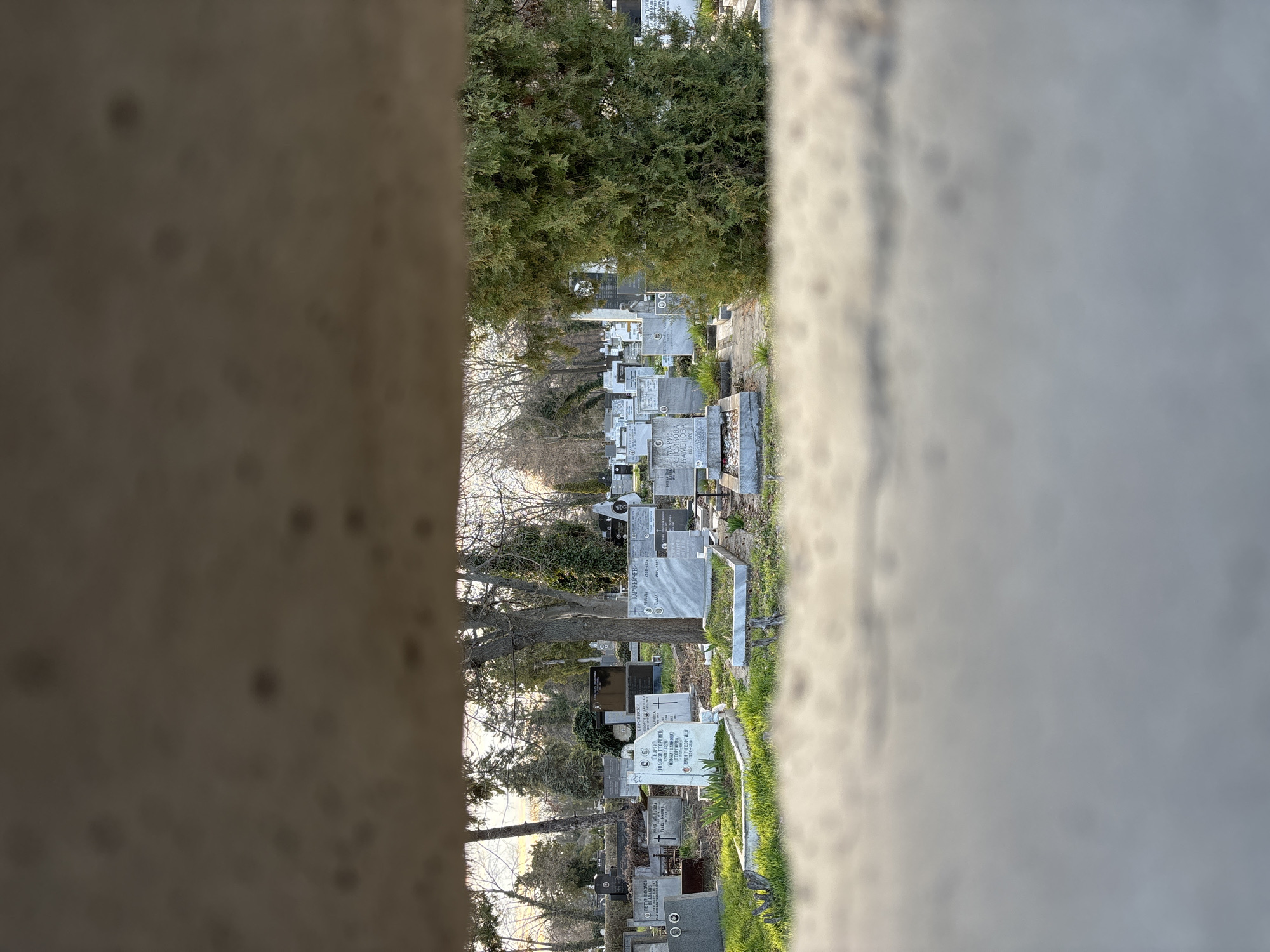 The image presents a static, outdoor scene within a large cemetery, identified by numerous gravestones bearing Cyrillic inscriptions, indicative of a location in Sofia, Bulgaria, likely the Central Sofia Cemetery (Orlandovtsi Cemetery). The scene is viewed through a narrow, horizontal opening in a blurred, light-colored concrete or stone barrier.
The visible section of the cemetery is densely populated with gravestones of varying sizes and designs, primarily upright rectangular slabs of light-colored marble or granite. Several graves are bordered by raised concrete or stone frames, some containing green grass and small, emerging plant sprouts. Legible Cyrillic inscriptions on prominent gravestones include "ГЕОРГИЙ ТОДОРОВ ГЕОРГИЕВ" with dates "1903-1979" and "МИМНА СТОЙЧЕВА" "1904-1981," along with "ПЕТЪР НИКОЛАЕВ ИВАНОВ" "1923-2005." The ground between the graves is covered with green grass. Deciduous trees with bare branches are scattered throughout, alongside several dense evergreen trees, notably a large, bushy one on the right side of the frame. The ambient light suggests natural daylight, possibly late afternoon or early morning, with soft illumination. There are no individuals, animals, or observable actions within the frame. The blurred foreground and background surfaces exhibit irregular dark specks, possibly debris or moisture on the viewing aperture.