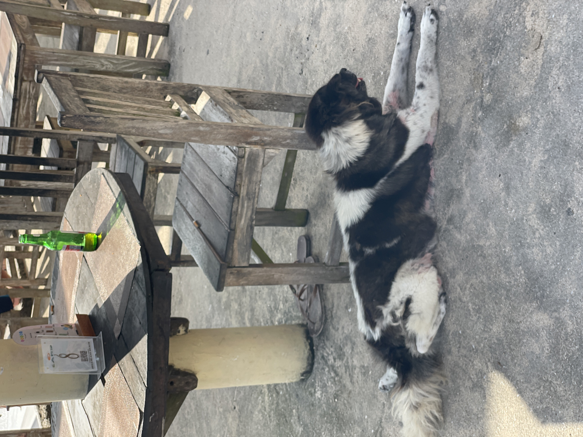 This image, originally rotated 90 degrees clockwise, captures an outdoor scene, likely a casual cafe or patio in Kuta Selatan, Indonesia, under bright daylight. The main subject is a black and white dog with shaggy fur, lying contentedly on its back on a light grey concrete floor. Its four paws are stretched upwards, and its head, partially in shadow, points towards the upper left when viewed upright. The dog's coat features distinct patches of dark brown/black and white, with some mottled grey and pinkish skin visible on its belly and legs, particularly its hindquarters.
To the left of the dog, a collection of rustic wooden outdoor furniture is arranged. This includes a round table and several chairs, all appearing weathered. On the wooden table, a green glass bottle lies on its side. Beside it, a small transparent stand holds a menu or QR code. Visible text on the stand includes "SCAN TO" and parts of what appears to be a business name, possibly "BEARLAND BEACH" or similar. A single brown sandal or flip-flop rests on the concrete floor beneath one of the wooden chairs. Strong, distinct shadows cast by the furniture indicate direct sunlight, suggesting it is either morning or late afternoon. The scene evokes a relaxed, peaceful atmosphere, with the dog at ease in its surroundings.