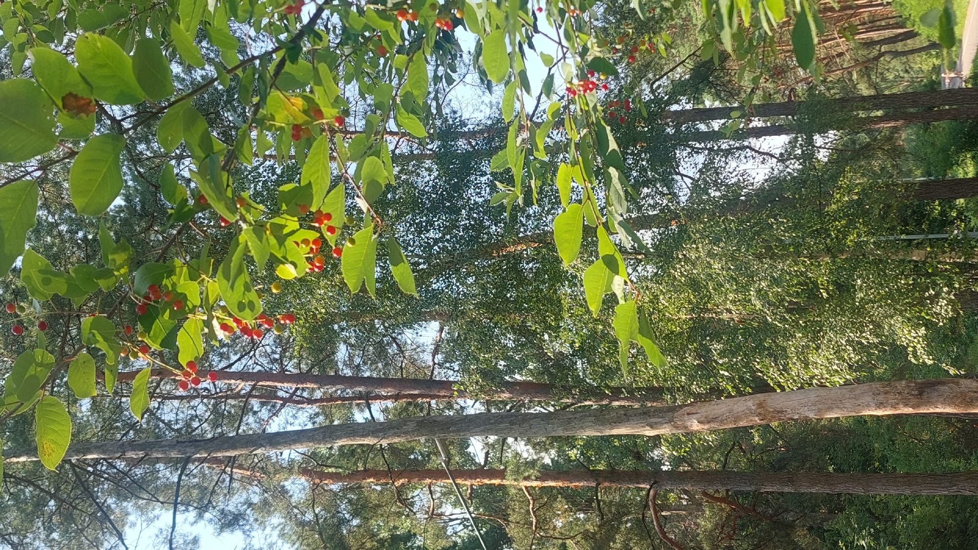 In the city of Salihorsk, Belarus, a close-up view captures a branch of a tree with bright red berries and green leaves against a backdrop of a mixed forest. The sunlit trees, predominantly pines and birches, create a dappled light effect. In the distance, a paved path is visible, hinting at a park or recreational area.