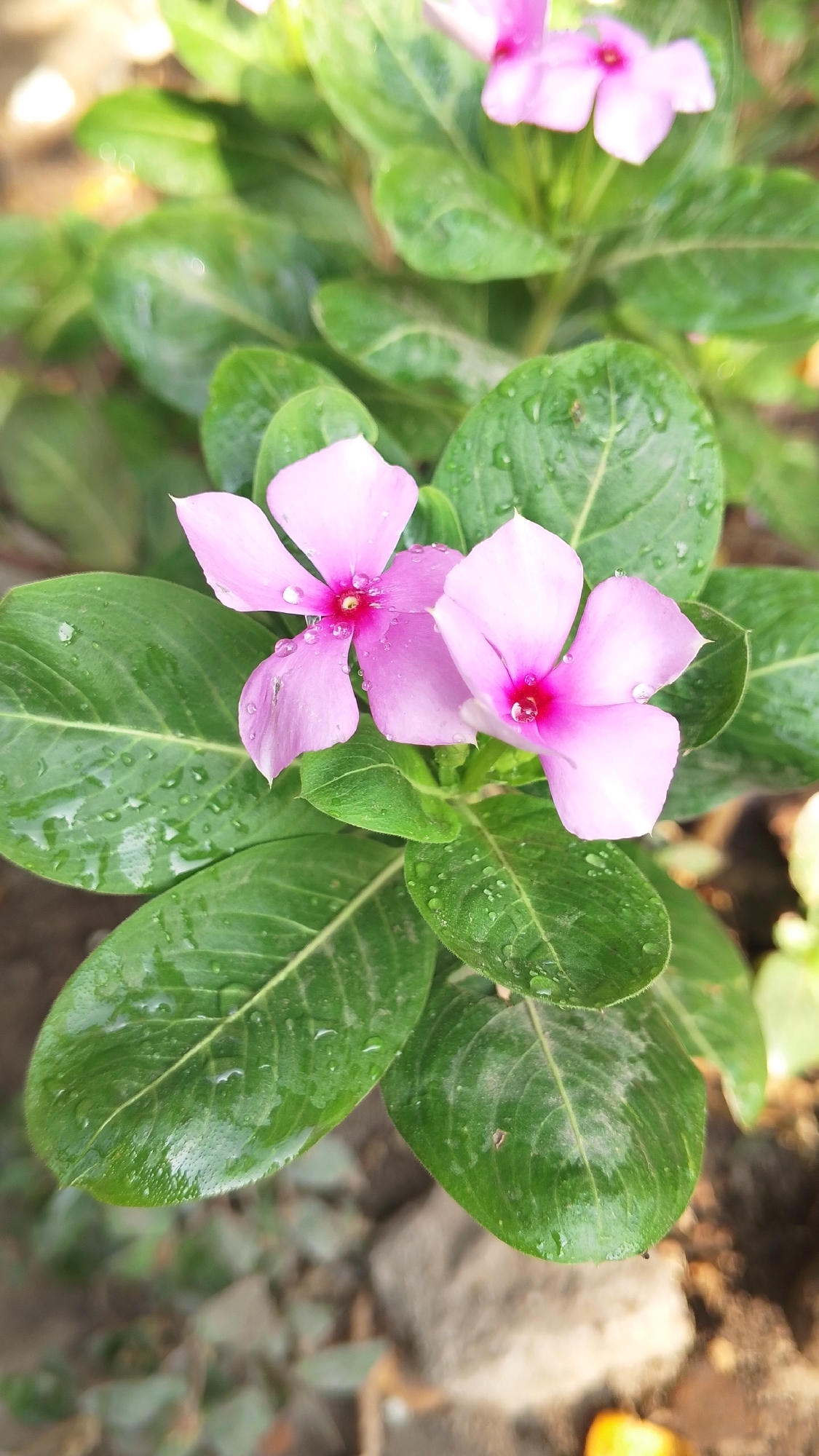 An outdoor, close-up, eye-level shot shows two blooming pink periwinkle flowers with their centers a deep pink. Both flowers have five petals. The petals are wet, with small droplets of water visible on them. The flowers are surrounded by large, dark green, glossy leaves, also wet with water droplets. The background is blurred and out of focus, showing more greenery, some brown soil, and a few rocks. The lighting suggests it is daytime, possibly after rain. The location is unknown, Indonesia.