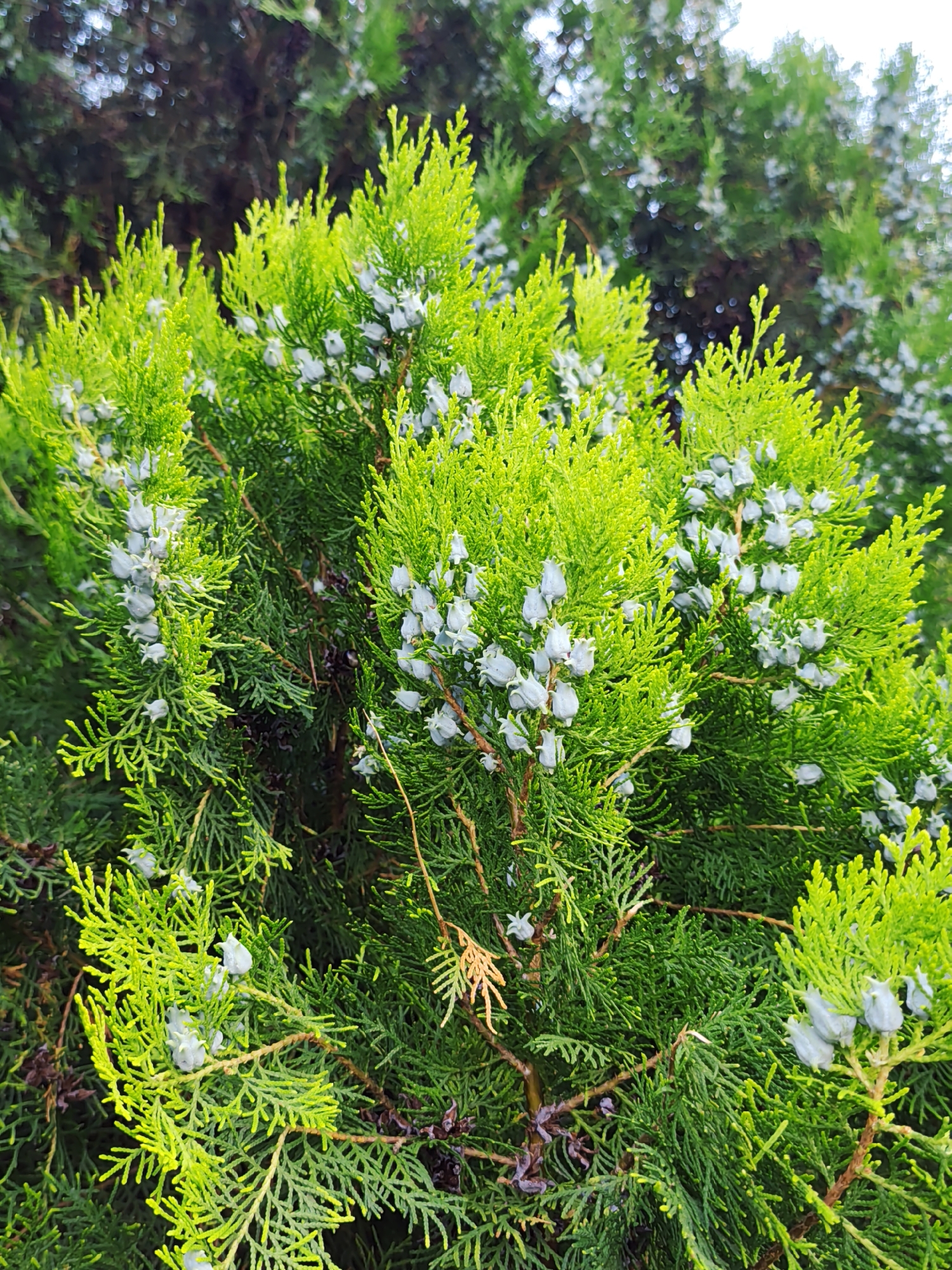 This is a medium shot, eye-level photograph of a vibrant green thuja tree with small, light-colored cones. The tree is in focus, with its feathery foliage and developing cones filling the frame. The background consists of blurred greenery, possibly other trees or bushes, and hints of bokeh lights, suggesting an outdoor environment. The image has a shallow depth of field, emphasizing the texture and color of the thuja tree. There are no people or animals present in the scene. The overall impression is of a healthy, well-maintained evergreen in a natural or garden setting. The photograph was taken in Sochi, Russia.