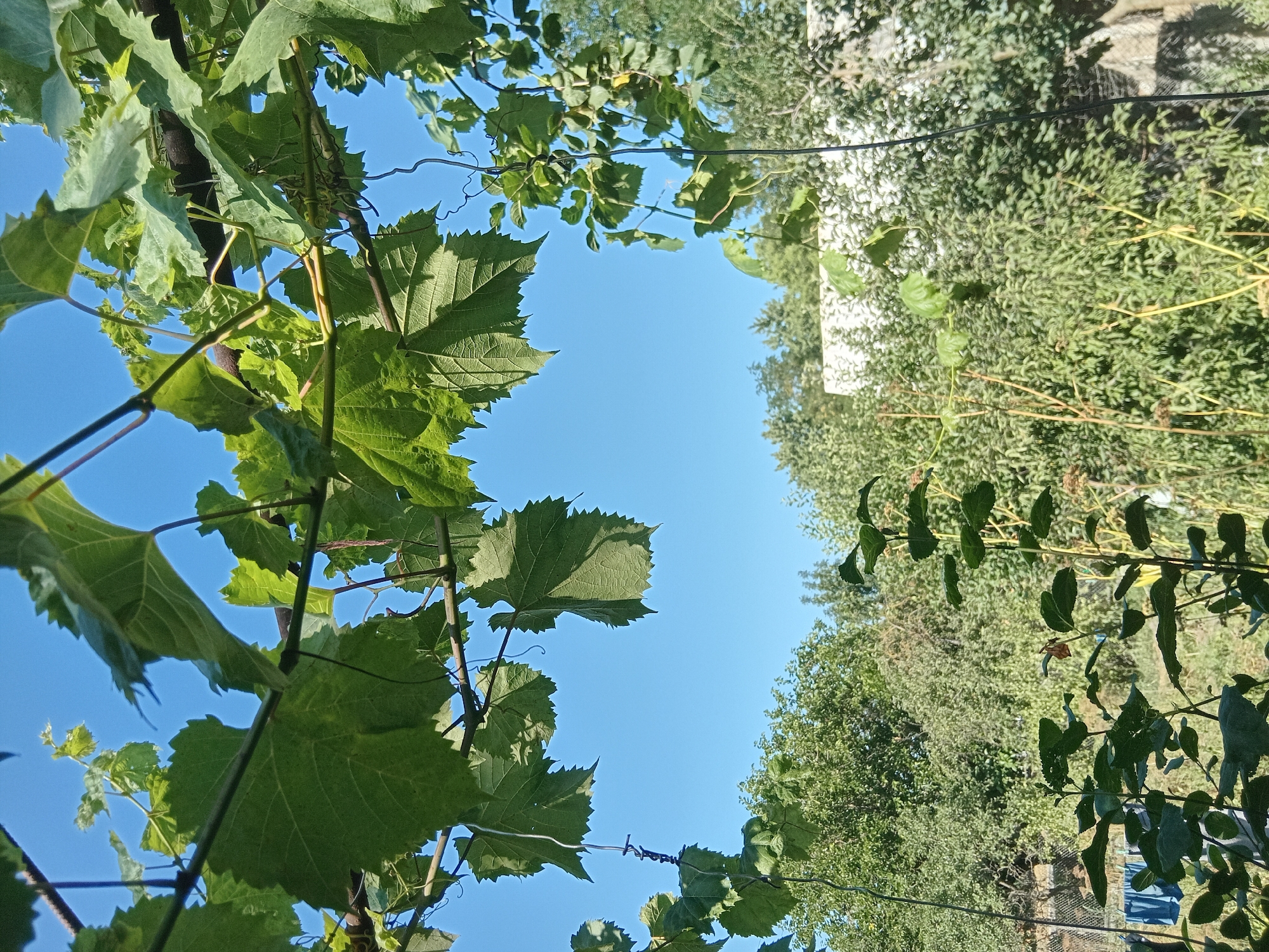 The image captures a close-up view of green grape leaves against a clear blue sky. The leaves are large and textured, with serrated edges, and are attached to thick vines that extend across the frame. Some of the vines are supported by what appears to be a dark, possibly metal, trellis or wire.
In the background, the scene transitions to a lush green environment with various trees and foliage. A glimpse of a white structure, possibly a building or fence, is visible through the dense greenery. Further in the distance, a chain-link fence and some blue laundry items hanging on a clothesline can be observed.
The overall impression is one of a sunny day in a garden or vineyard setting, likely in Cotiujenii Mari, Moldova, given the context. The image is framed from below, looking upwards through the leaves and towards the sky. There are no people or animals visible in the frame. The lighting suggests the sun is high, casting shadows on some of the leaves.
