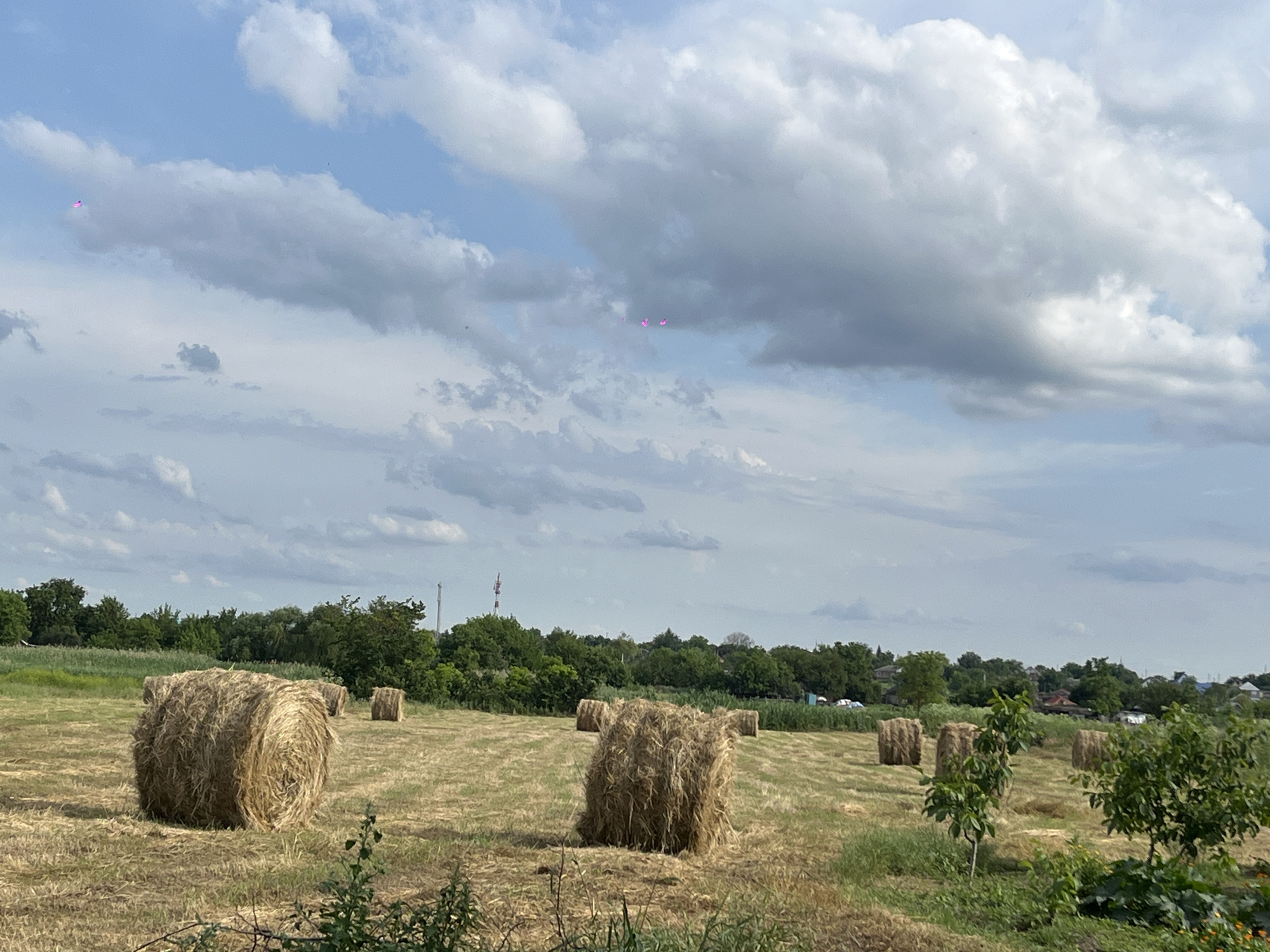 The image depicts a rural landscape with several hay bales scattered across a dry, grassy field. In the background, a line of green trees forms a dense border, beyond which a few buildings and structures are visible. The sky is partly cloudy, with large, white cumulus clouds dominating the upper portion of the frame. Two small, bright pink objects, possibly balloons or kites, are suspended in the sky. The scene appears to be set in the village of Novopokrovskaya, Russia.