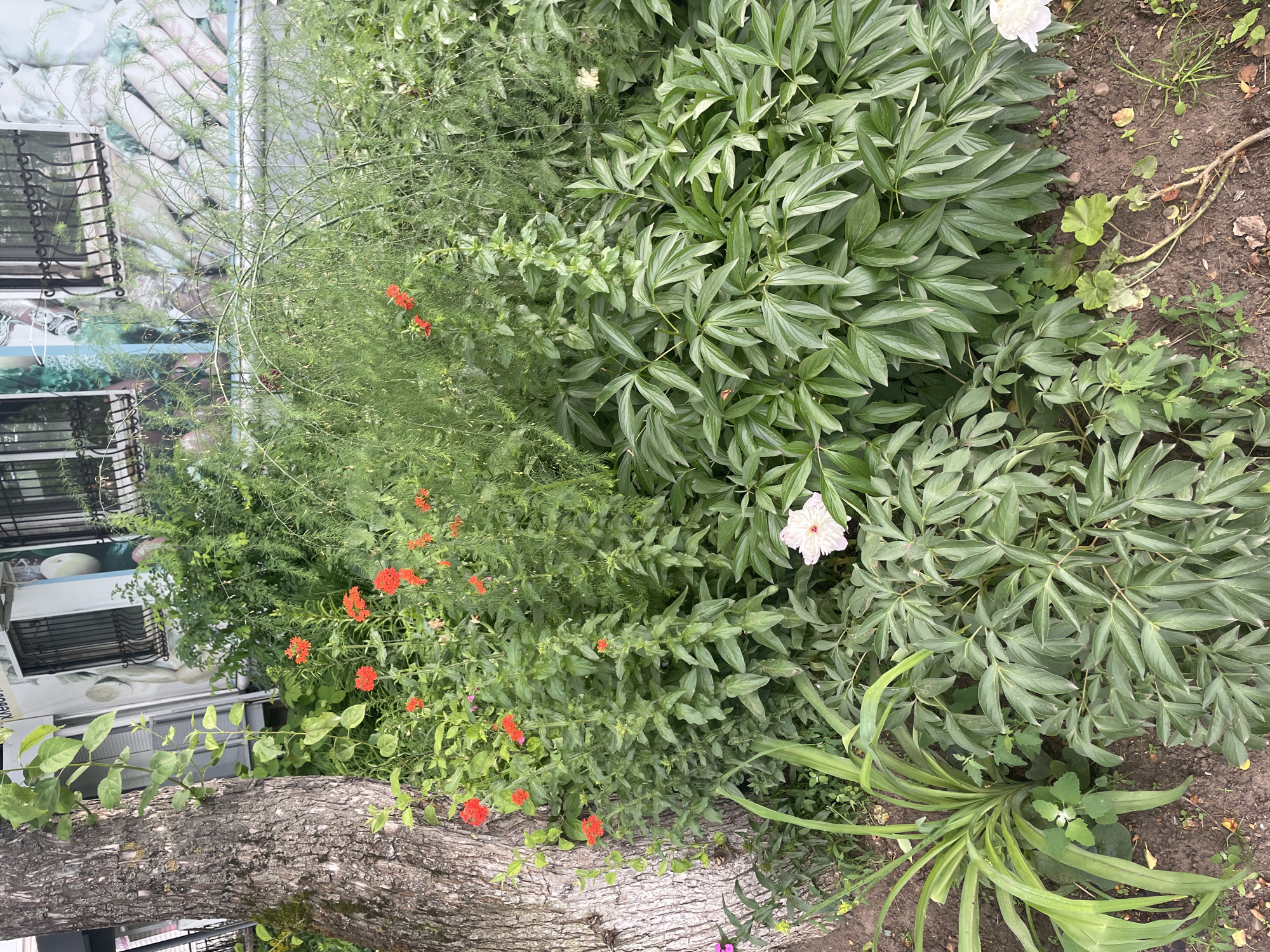 The image shows a close-up, overhead view of a lush garden in Chaikovsky, Russia. The scene is dominated by dense green foliage from various plants, including broad-leafed peonies and more delicate, feathery plants. Small clusters of bright orange flowers are scattered throughout the green growth, adding pops of color. One prominent white peony bloom is visible towards the upper right of the frame.
In the foreground, a thick, textured tree trunk runs diagonally across the bottom portion of the image. Behind the foliage on the left side, part of a building facade is visible, featuring windows with black metal grates and what appears to be a decorative mural or wallpaper with an abstract, possibly ceramic tile or light-colored stone pattern.
The lighting suggests it is daytime, possibly overcast or with dappled sunlight, as there are no strong shadows. The overall impression is one of a vibrant, overgrown garden, perhaps a residential backyard or a community garden space. There is no visible text in the image. The scene is still and peaceful, focusing on the natural beauty of the plants.