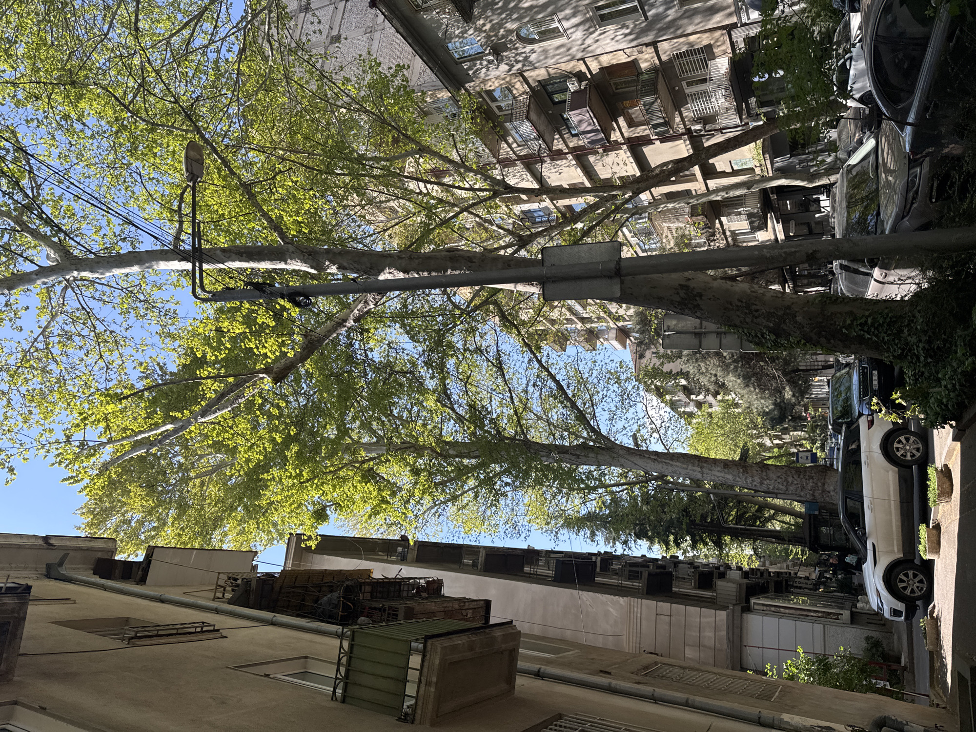 The image shows a street view in Tbilisi, Georgia, taken from a low angle, looking upwards. Buildings with balconies and windows line the street, flanking a tree-lined avenue. The trees are in full leaf, with light green foliage filtering the sky above. A street lamp is mounted on one of the trees, with wires extending across the branches. Several parked cars are visible along the side of the street. The sky is light blue.