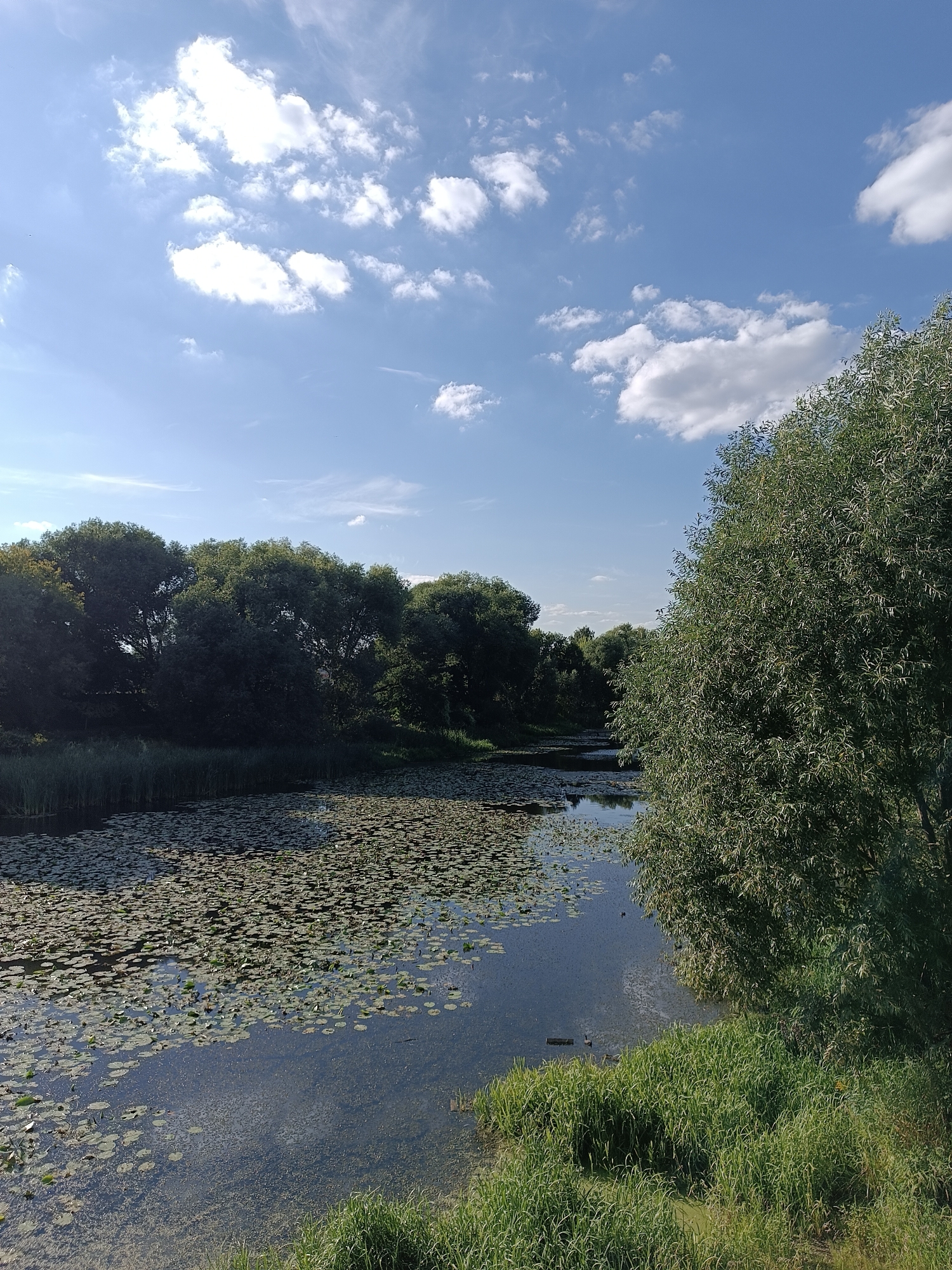The image depicts a tranquil natural scene, likely in the city of Zhukovsky, Russia. A wide, calm river, covered with numerous lily pads, dominates the foreground and midground, stretching towards a line of dense, dark green trees in the distance. The riverbanks are lush with tall green grass, particularly on the right side of the frame where it meets a large, leafy tree with a textured, full canopy. The sky above is a vibrant blue, dotted with scattered white cumulus clouds, illuminated by bright sunlight. The overall atmosphere is serene and picturesque, indicative of a summer day in a park or natural preserve.