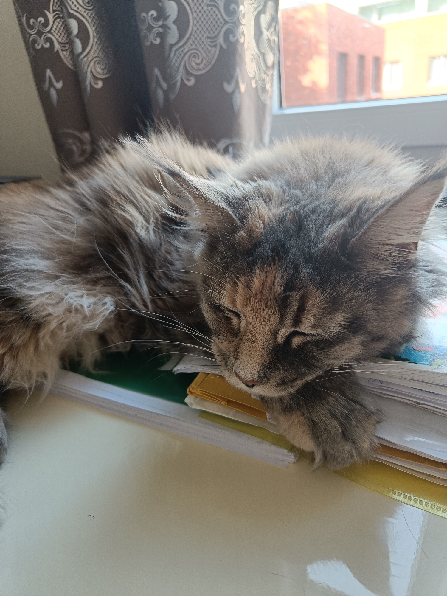 A fluffy, medium-haired cat sleeps on a stack of papers near a window. The cat is gray and brown, with its eyes closed and its head resting on the papers. A paw rests on the stack of papers as well. The papers are of various colors and appear to be in a ring binder. Behind the cat, there is a window with a patterned curtain partially covering it. Outside the window, a brick building can be seen.