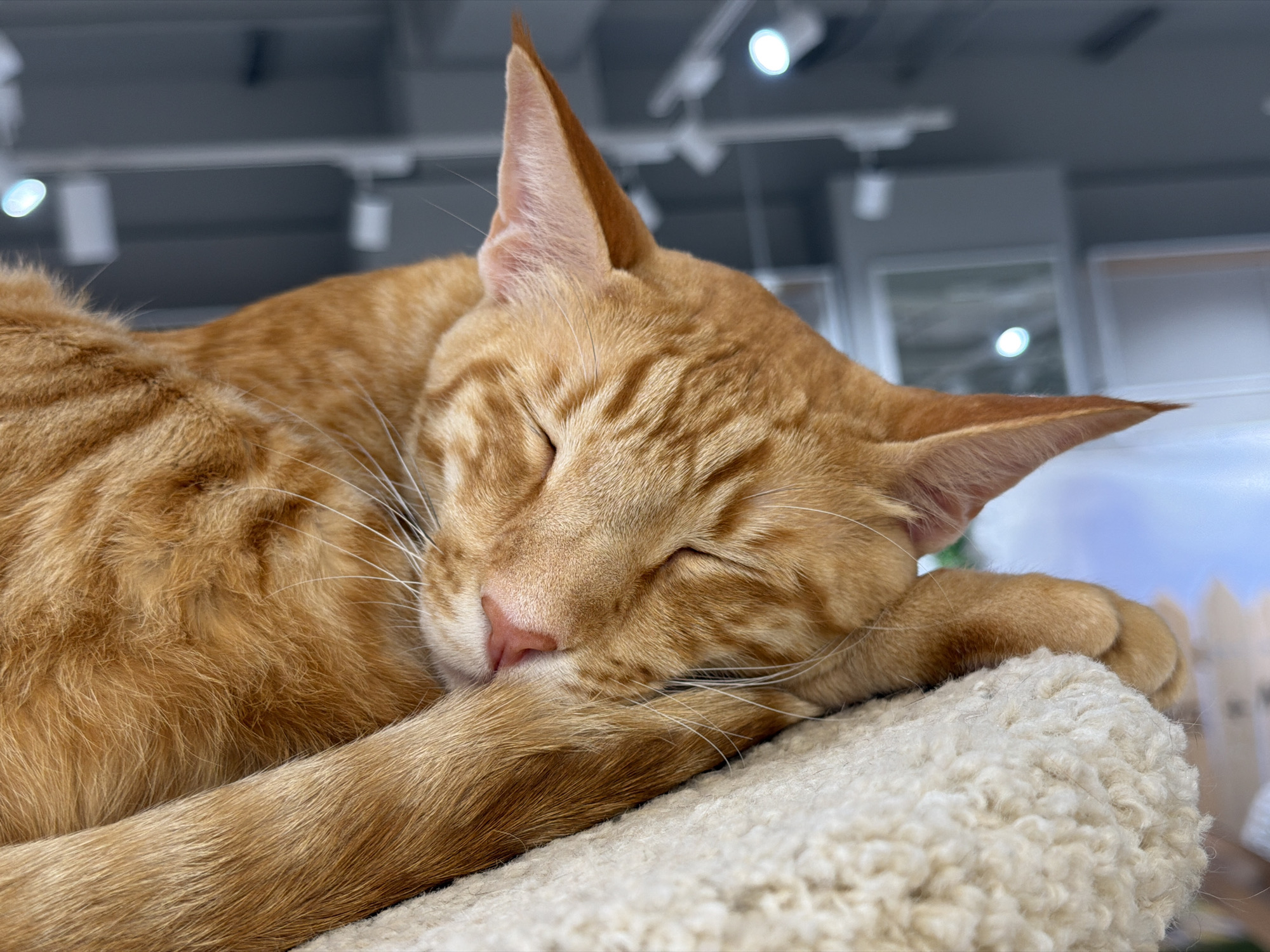 A close-up, eye-level shot captures an orange tabby cat sleeping curled up on a textured, cream-colored surface. The cat's eyes are closed, and its head is resting on its paw, with its tail wrapped around its body. The background is blurred, showing industrial-style lighting fixtures and ceiling structures, suggestive of an indoor, possibly commercial or workshop environment. The lighting appears to be artificial, with some light sources emitting a bluish hue. The overall scene conveys a sense of peaceful slumber. This image was taken in Krasnodar, Russia.