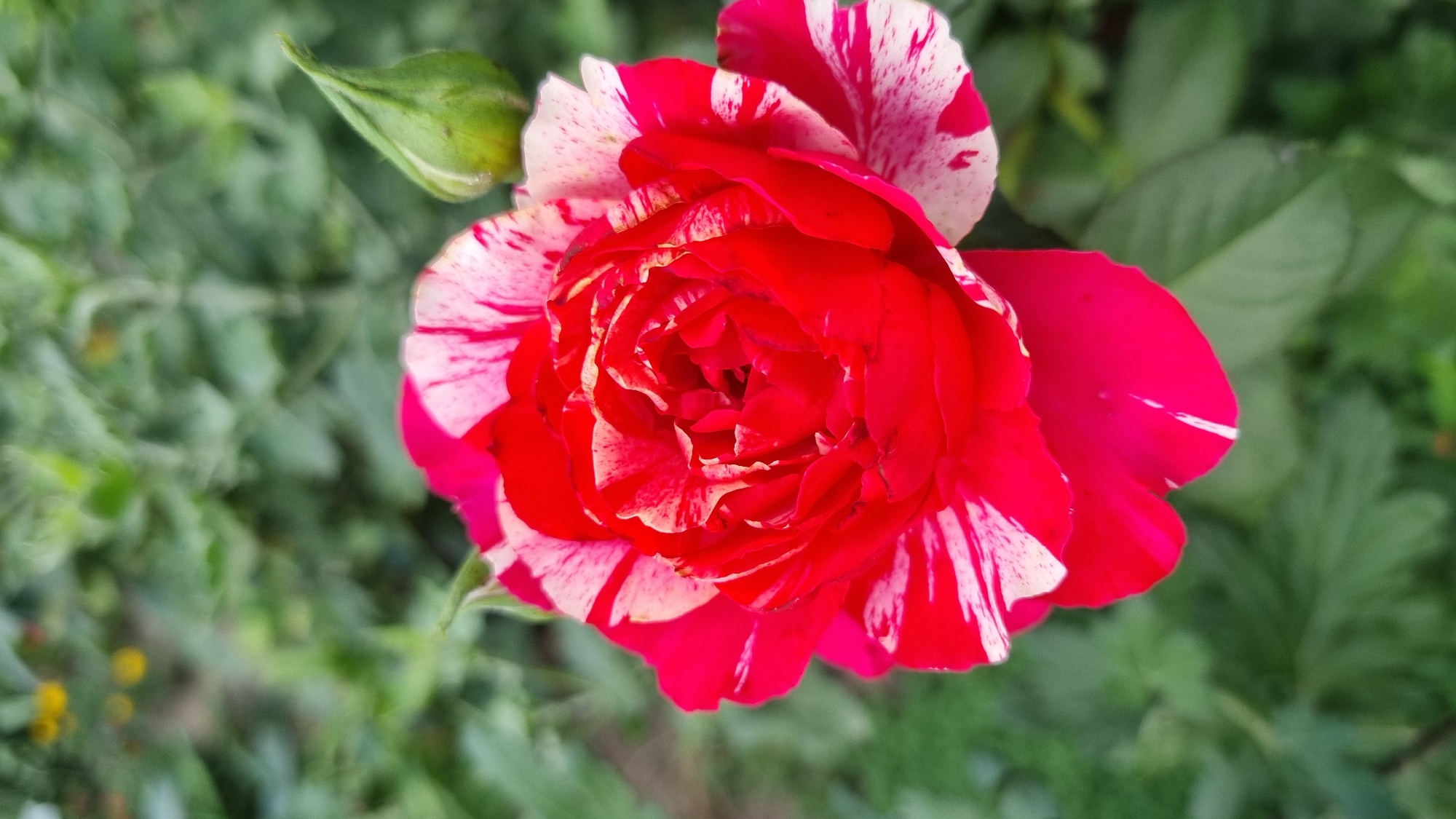 A close-up, vertical, outdoor shot shows a vibrant, bi-colored rose in full bloom. The rose features a striking combination of deep red and white petals, with streaks and flecks of white adorning the predominantly red surface. The texture of the petals appears soft and velvety, with many delicate layers forming the flower's center. To the right of the rose, a single green rosebud is visible, hinting at future blooms. The background consists of lush, blurred green foliage, suggesting a garden or natural setting. The lighting is soft, with no harsh shadows, indicating it might be overcast or taken in diffused sunlight. The image does not contain any people or identifiable landmarks of Smila, Ukraine.