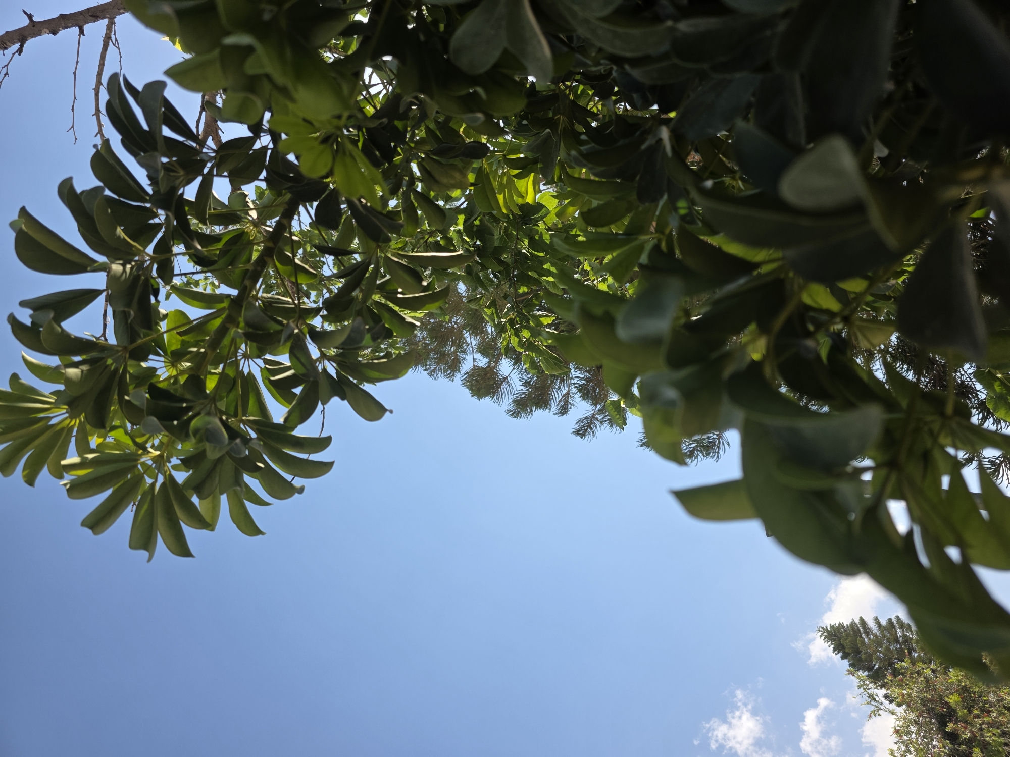 Looking upwards towards a clear blue sky, the perspective is framed by the dense green foliage of trees. The trees create a natural border, with leaves of varying shapes and sizes. On the left, a bare branch extends into the frame. In the lower right corner, hints of a tree with needle-like leaves are visible. The image suggests an outdoor scene on a sunny day, potentially taken in a park or garden in Be'er-Sheva, Israel, though specific landmarks are not visible.