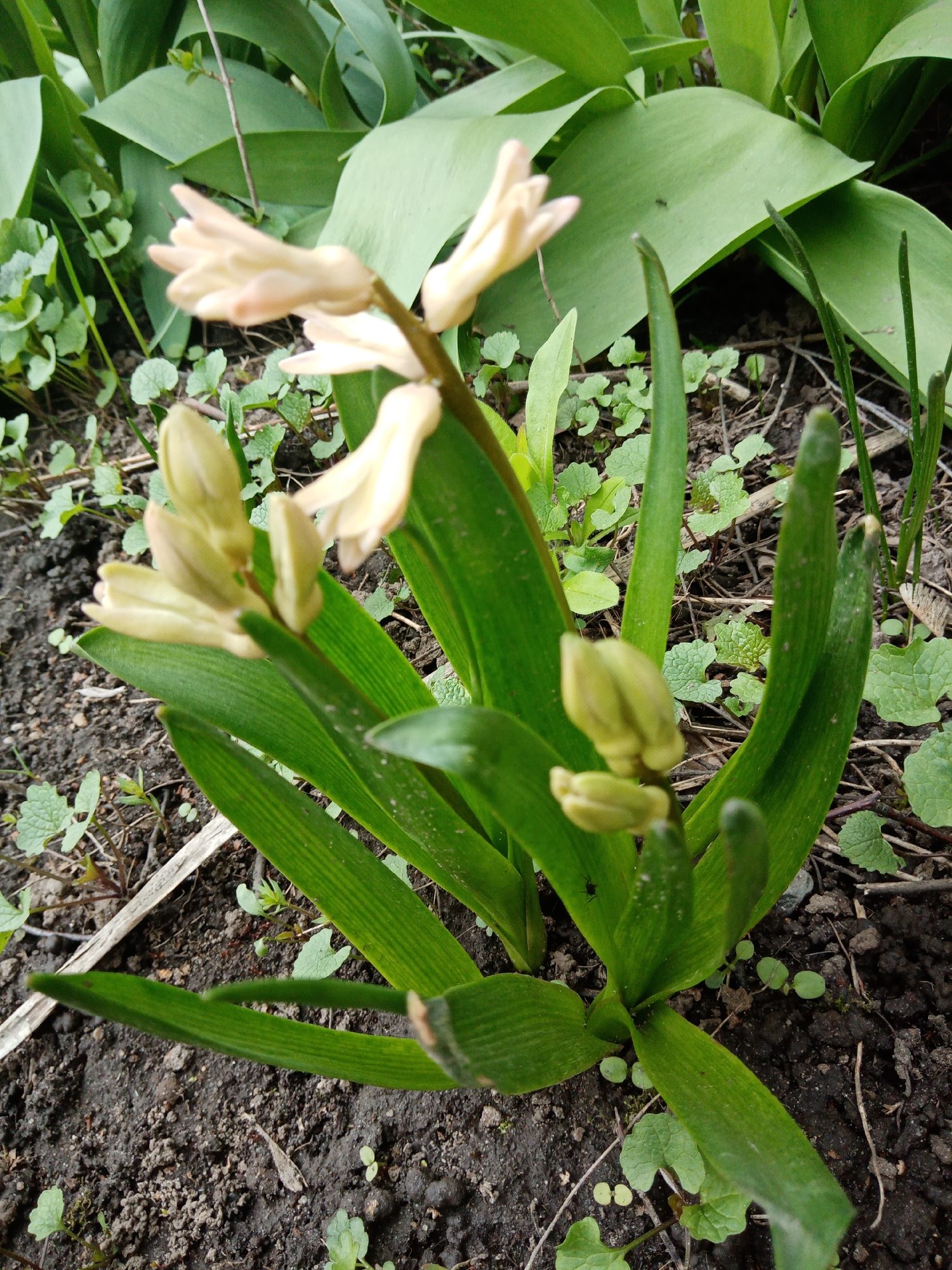 The image depicts a plant with long, green leaves and pale yellow flowers in a garden bed. The soil is dark and moist. Small weeds with round leaves are scattered around the base of the plant. In the background, larger leaves of another plant are visible.
No people are present in the image.
The location is unknown, but the prompt suggests Elektrostal, Russia.