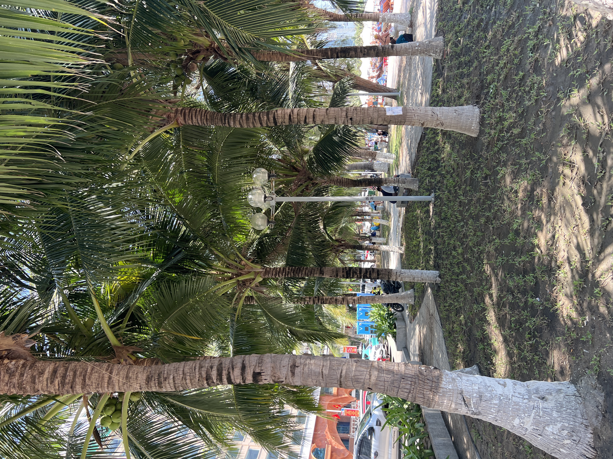 The image shows a row of palm trees lining a walkway in Bắc Nha Trang, Vietnam. The trees, displaying thick trunks and full green fronds, stand between a paved area with benches and a dirt and grass strip. Pedestrians and beachgoers are visible in the distance, and vehicles are parked on the far side of the walkway. A lamppost with spherical lamps stands amidst the trees. Some of the palm tree trunks are painted white at the base.