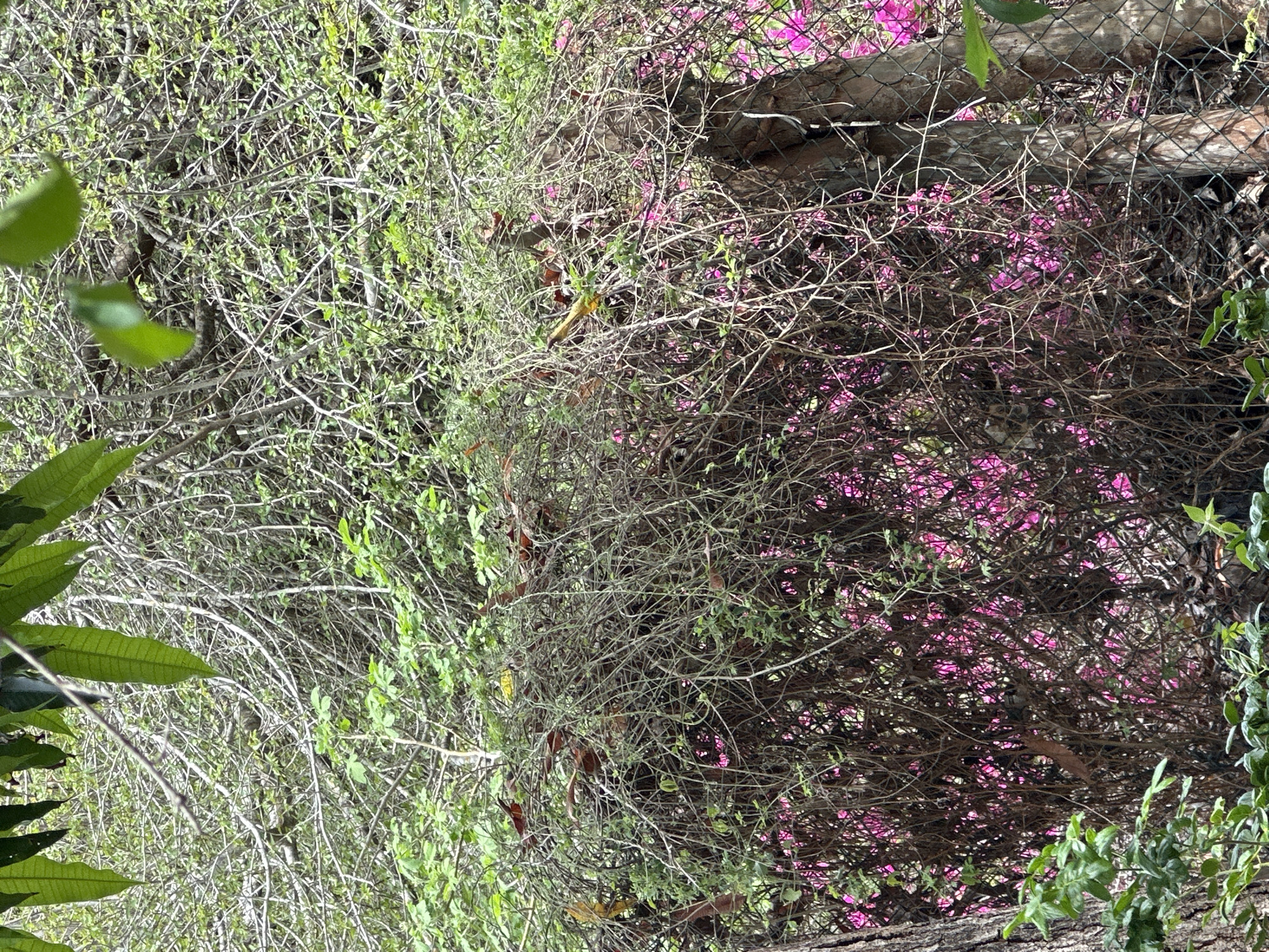 This image captures a densely overgrown outdoor scene in Sabana de Guacuco, Venezuela. The foreground features the dark, textured trunk of a tree on the left and several large, green leaves of an unseen plant hanging from the top. The midground and background consist of a thick, impenetrable tangle of vegetation, characterized by numerous intertwining thin, bare branches, interspersed with small clusters of light green foliage.
Bright fuchsia-pink flowers are visible through the dense network of branches, primarily in the lower half of the image, suggesting a robust flowering vine. A chain-link fence is partially visible on the right side, supported by two weathered wooden posts. Within the upper-mid section of the dense branches, a snake with a patterned brown and grey body is camouflaged, coiled, and its head is visible facing left. A slender, yellowish-brown object, consistent with a dry branch or possibly a small animal, extends diagonally among the branches on the right side, above the pink flowers. Scattered dry brown leaves are interspersed within the tangled vegetation.