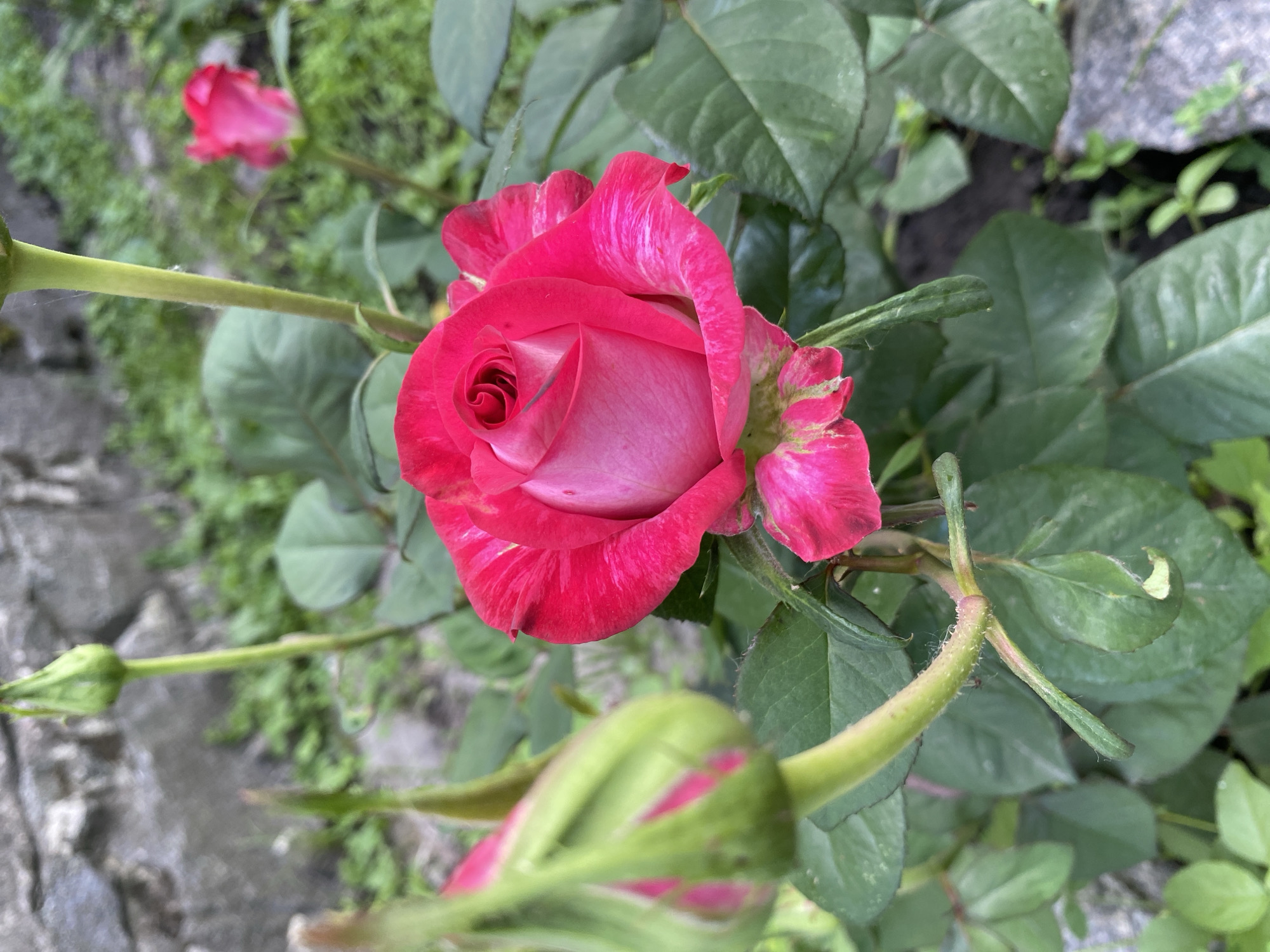 In a close-up, vertical shot, a vibrant pink rose is the central focus, its petals unfurling with streaks of lighter pink and white. To the left, a large, green rosebud, tipped with pink, is partially in bloom. Behind this, another, smaller pink rose bud is visible, slightly out of focus. The rosebush has lush green leaves, and the background consists of a rough, gray stone wall and patchy green vegetation. The scene appears to be outdoors, likely in a garden, with hints of soil and rocks on the ground. The lighting is natural, suggesting daytime. No people or actions are depicted.