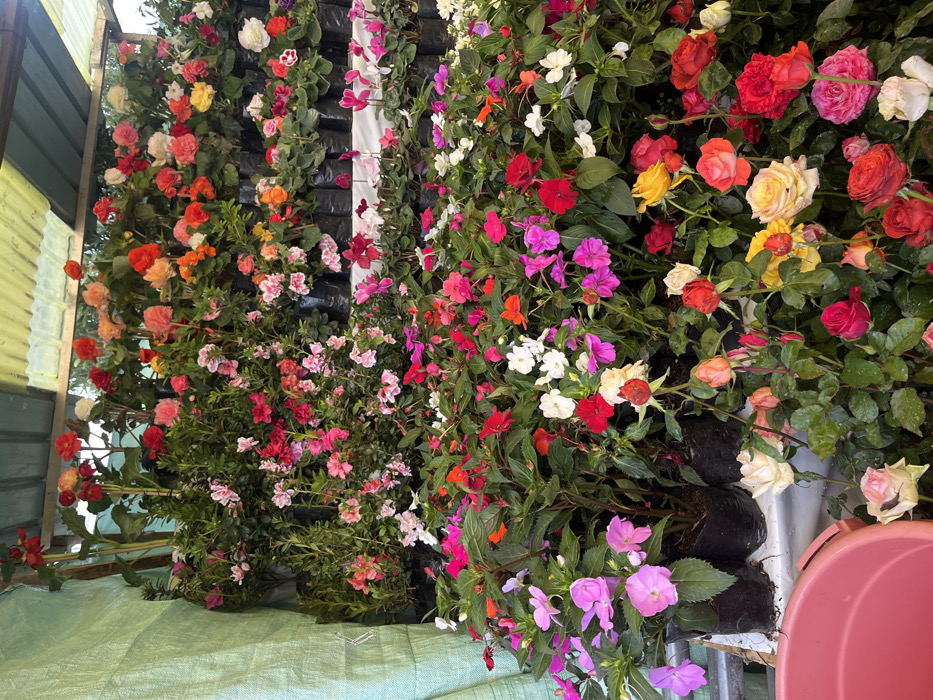 A vibrant display of potted flowering plants dominates the scene. Rows of roses in shades of red, orange, yellow, and white mingle with impatiens in pink, white, and red. The plants are tightly packed, creating a wall of color. They are rooted in black plastic pots and lined up on a green surface. Part of a pink bucket is visible on the right side. Some metal material is visible to the left.