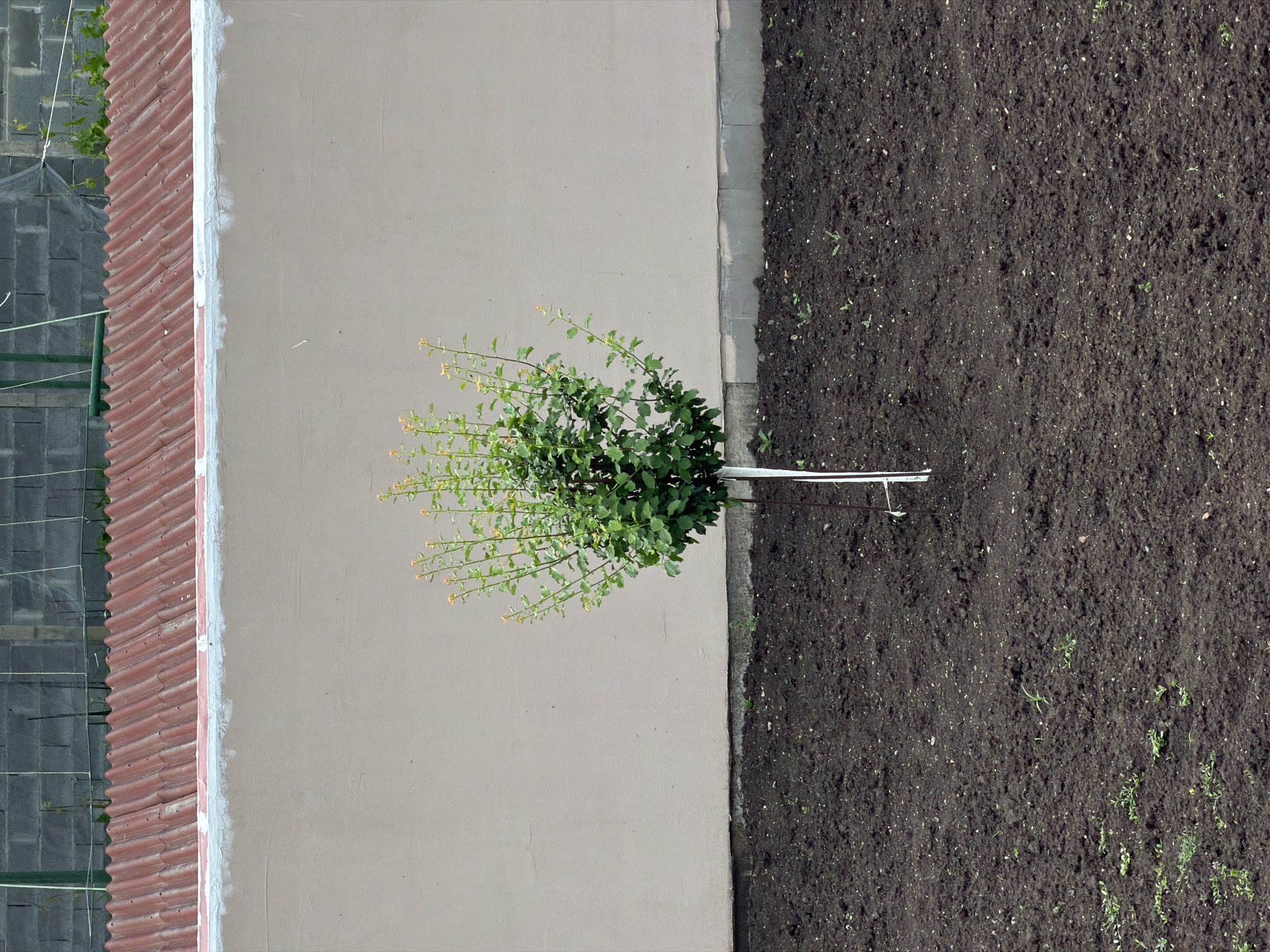 An aerial shot depicts a building's exterior next to a patch of dirt. Adjacent to the building's wall, there is a narrow paved path, which borders the dirt. A small tree stands between the wall and the dirt, seemingly recently planted and supported with ties. To the left of the building's wall, a roofing structure is visible, indicating an adjacent or connected building. This scene, based on context clues like the building style and vegetation, is likely situated in an urban or suburban environment in Burgas, Bulgaria.