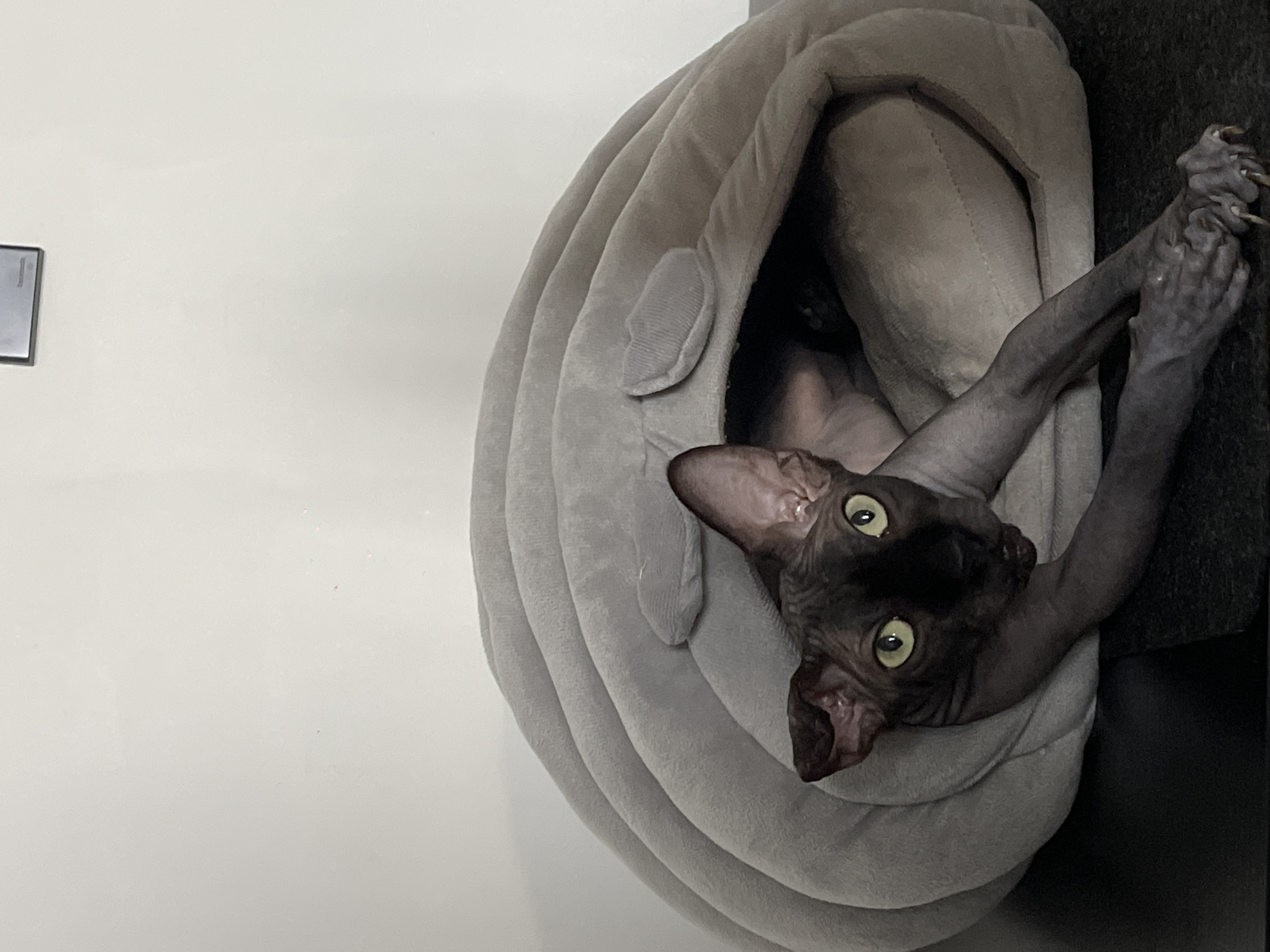 A Sphynx cat with dark skin and bright green eyes is nestled inside a plush, gray, clam-shaped cat bed. The cat is looking directly at the camera with its body partially extended out of the bed. The bed is situated on a dark surface, possibly a piece of furniture, against a plain, light-colored wall. There is a small, framed object hanging on the wall in the upper right portion of the image. The image does not provide any specific details that would indicate a location in the city of Đà Nẵng, Vietnam.