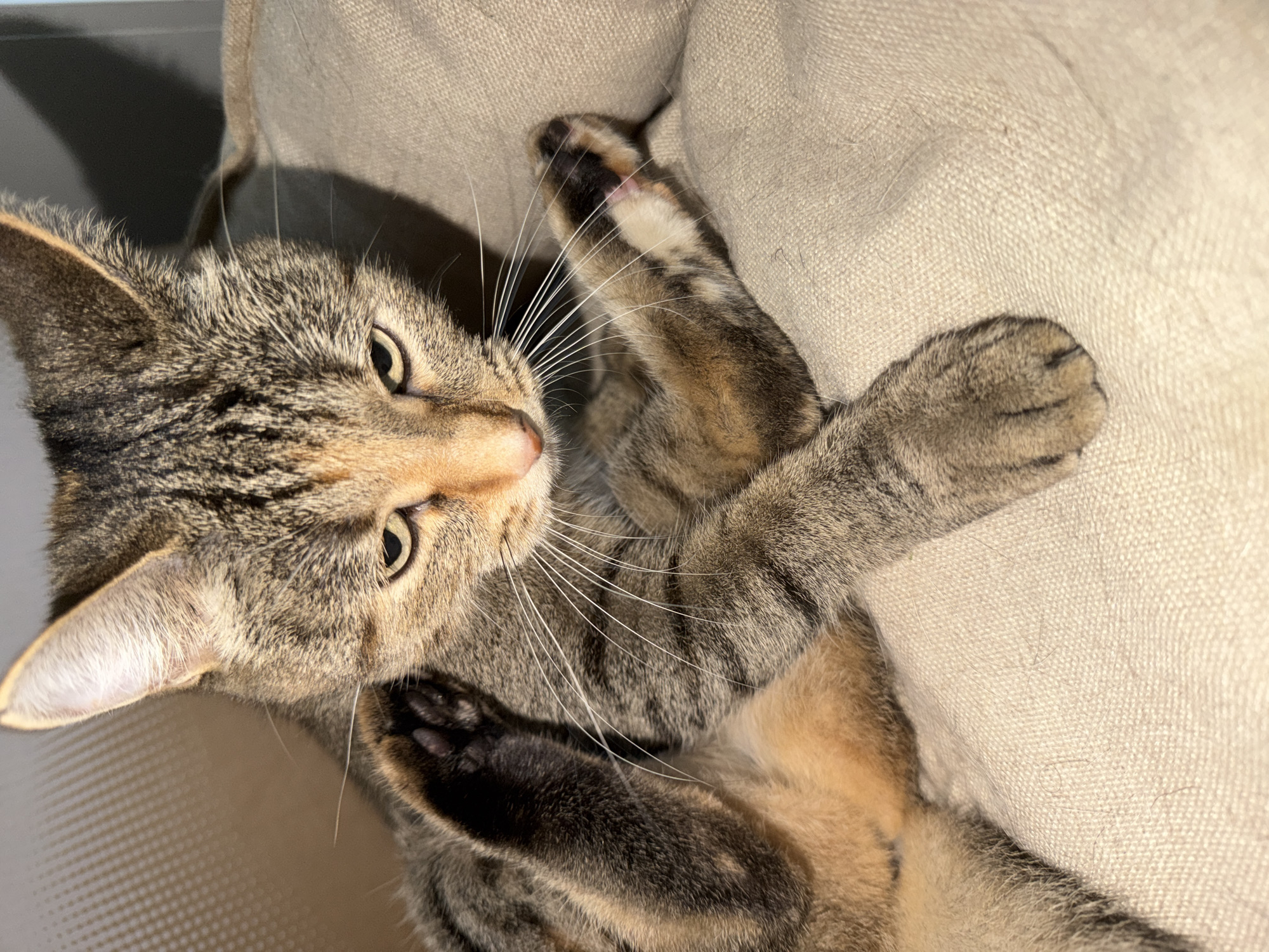 An adult domestic shorthair cat with tabby markings is lying on a textured, light-colored fabric surface. The cat is positioned on its back, with its legs splayed. Its front left paw is raised towards its face, and its front right paw is extended forward. The cat's head is tilted downwards, with its eyes partially closed and its expression appearing sleepy or relaxed. The fur is a mix of brown, black, and tan. The background is out of focus and appears to be a similar textured fabric or surface. The lighting suggests a warm, indoor environment. There are no people or other animals visible in the image.