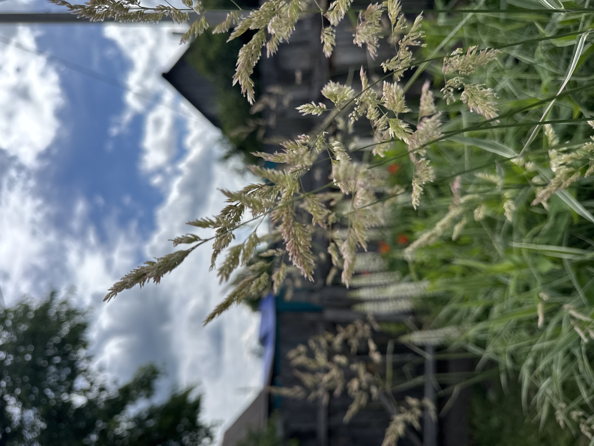 This is a close-up, eye-level, outdoor, vertical shot of wheat stalks in the foreground, with a blurred background of a yard in Mursalimkino, Russia. The wheat stalks are in focus, with light tan and pale pinkish hues. The background shows a wooden fence, a roof of a building, and a bright blue tarp. Green foliage and red flowers are visible behind the fence. The sky is cloudy with patches of blue.
