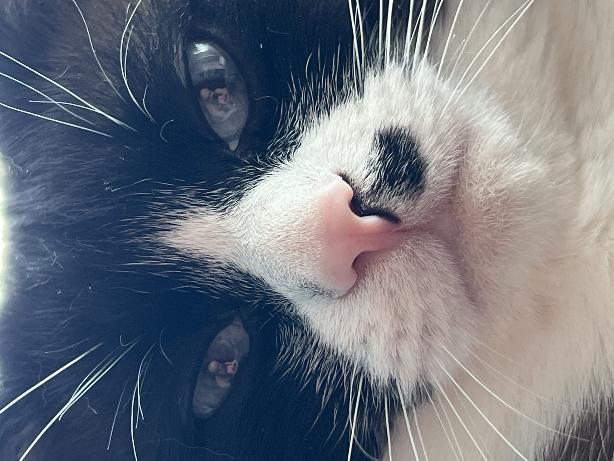 The image shows a close-up of a black and white cat's face. The cat has a pink nose with a black spot above it. Its eyes are visible and reflect a pinkish hue. White whiskers are prominent against the black fur. The cat's fur is a mix of black and white. The location in the city of Noviy, Russia is irrelevant to the content of the image.