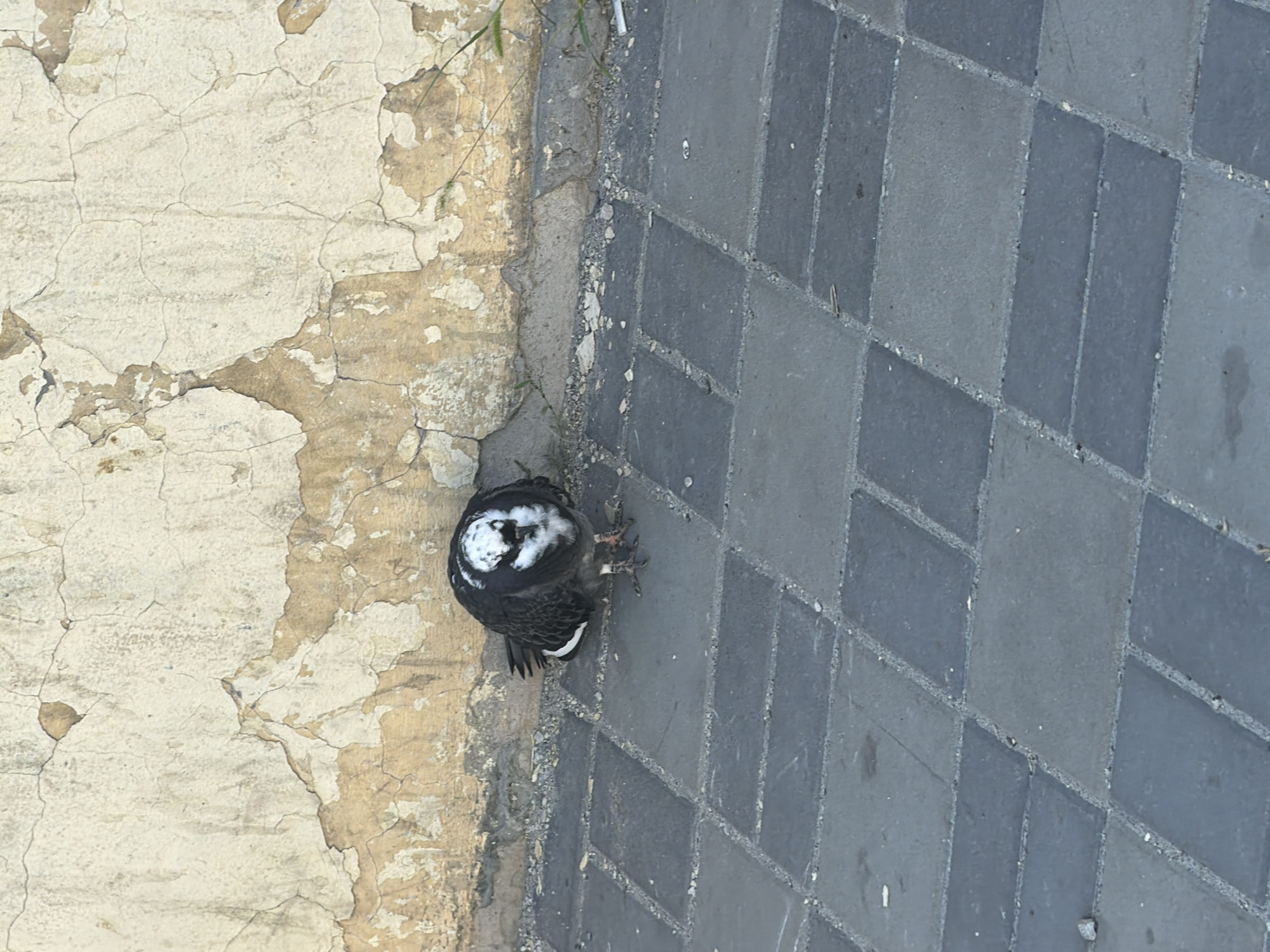 A pigeon with white and black plumage stands on a paved surface next to a cracked, weathered wall. The pigeon is facing forward and appears to be preening or resting. The paved area consists of dark gray rectangular tiles. The wall behind the pigeon is painted a light beige color and shows significant cracking and peeling, revealing a darker layer beneath. Small patches of dirt and debris are visible along the base of the wall and between the paving stones. A few blades of grass are growing in the cracks near the wall. The overall scene suggests an urban outdoor environment.