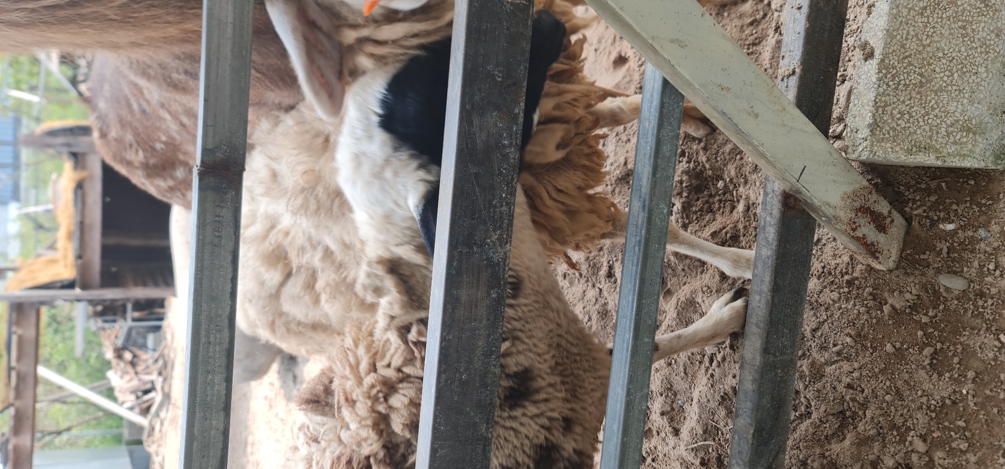 The image depicts an animal, likely a sheep or a goat, seen through the metal bars of an enclosure. The animal in the foreground has thick, light brown, curly fleece with prominent black and white markings on its head and face. An orange ear tag is visible in its left ear. Its body is partially obscured by several vertical and horizontal metal bars, which appear to be part of a pen or fencing.
The ground within the enclosure is a mix of light brown sand and small pebbles. In the upper left background, the body of another animal with reddish-brown fur is partially visible. Further back, a wooden structure, possibly a shelter or part of a larger animal housing, can be seen, along with stacked materials like wood or straw.
The scene is lit by natural daylight, suggesting it is daytime. One of the metal bars in the foreground is lighter in color and shows signs of rust, while others are darker. A corner of a textured concrete block is visible on the right side of the frame, resting on the sandy ground. The animals appear calm. There are faint, illegible markings or text on some of the metal bars. The setting is an animal pen, consistent with a farm or sanctuary environment, in the context of Đà Nẵng, Vietnam.